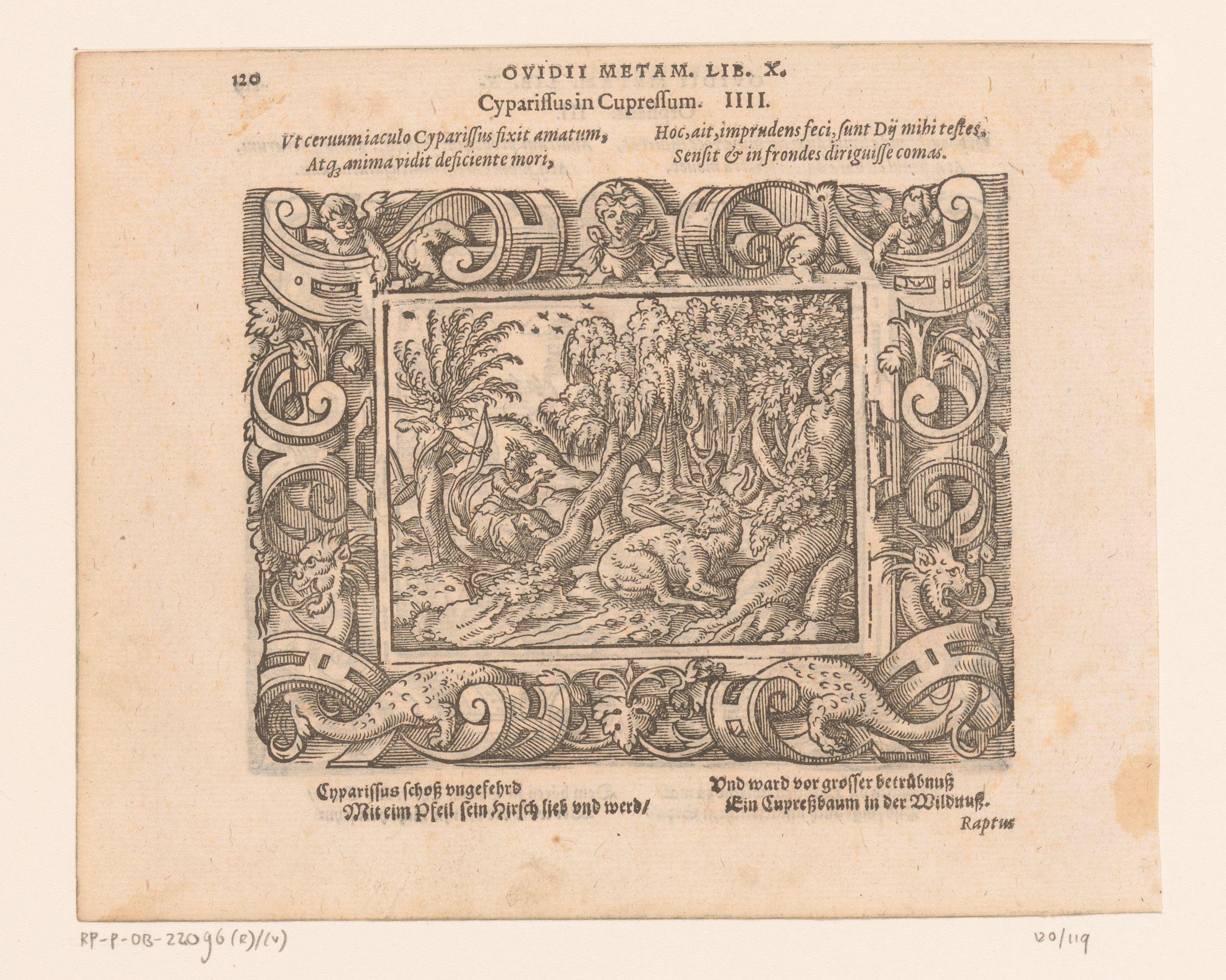 Cyparissus in een cipres veranderd