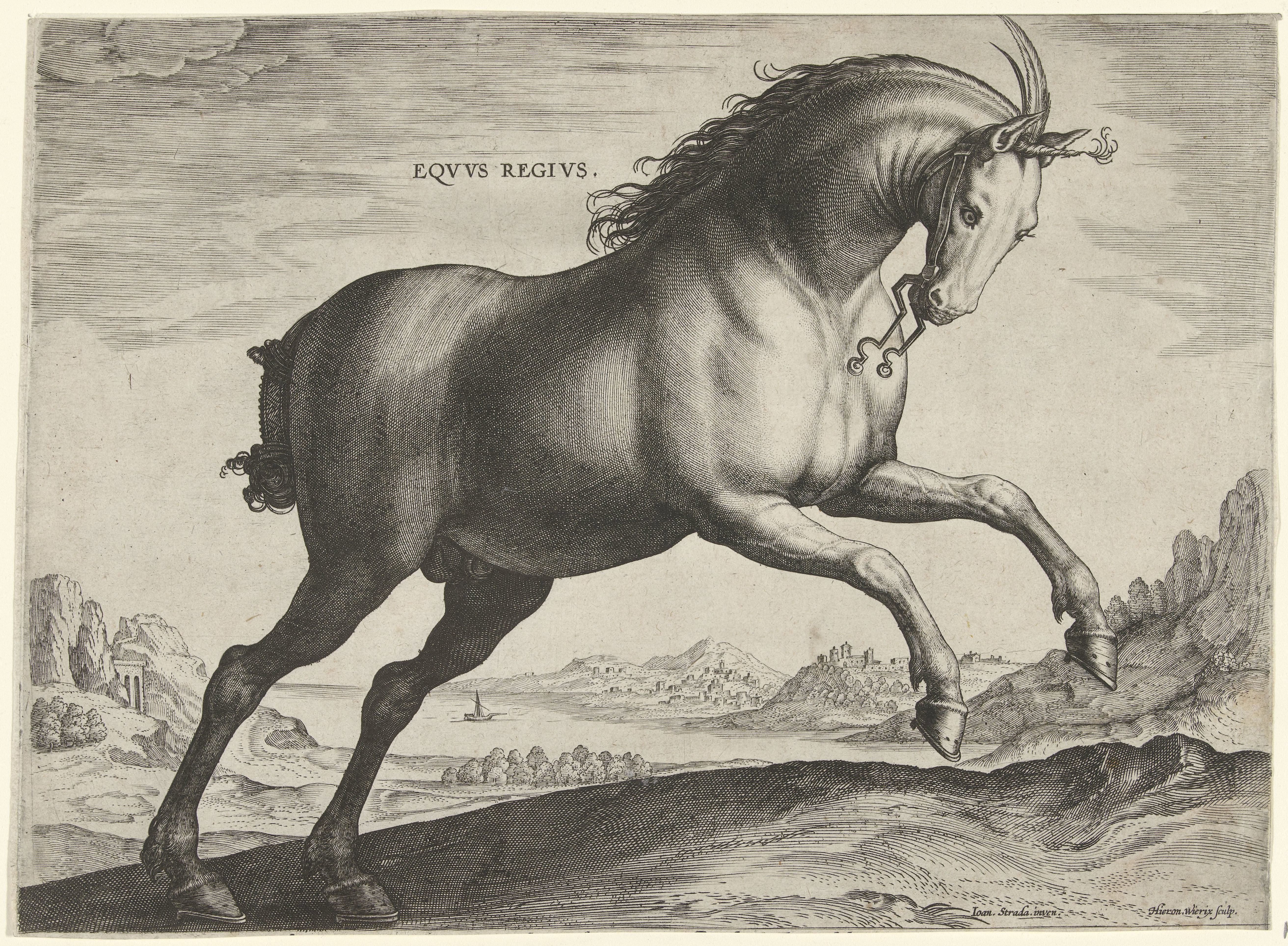 Paard van het ras Equus Regius (de Koninklijke)