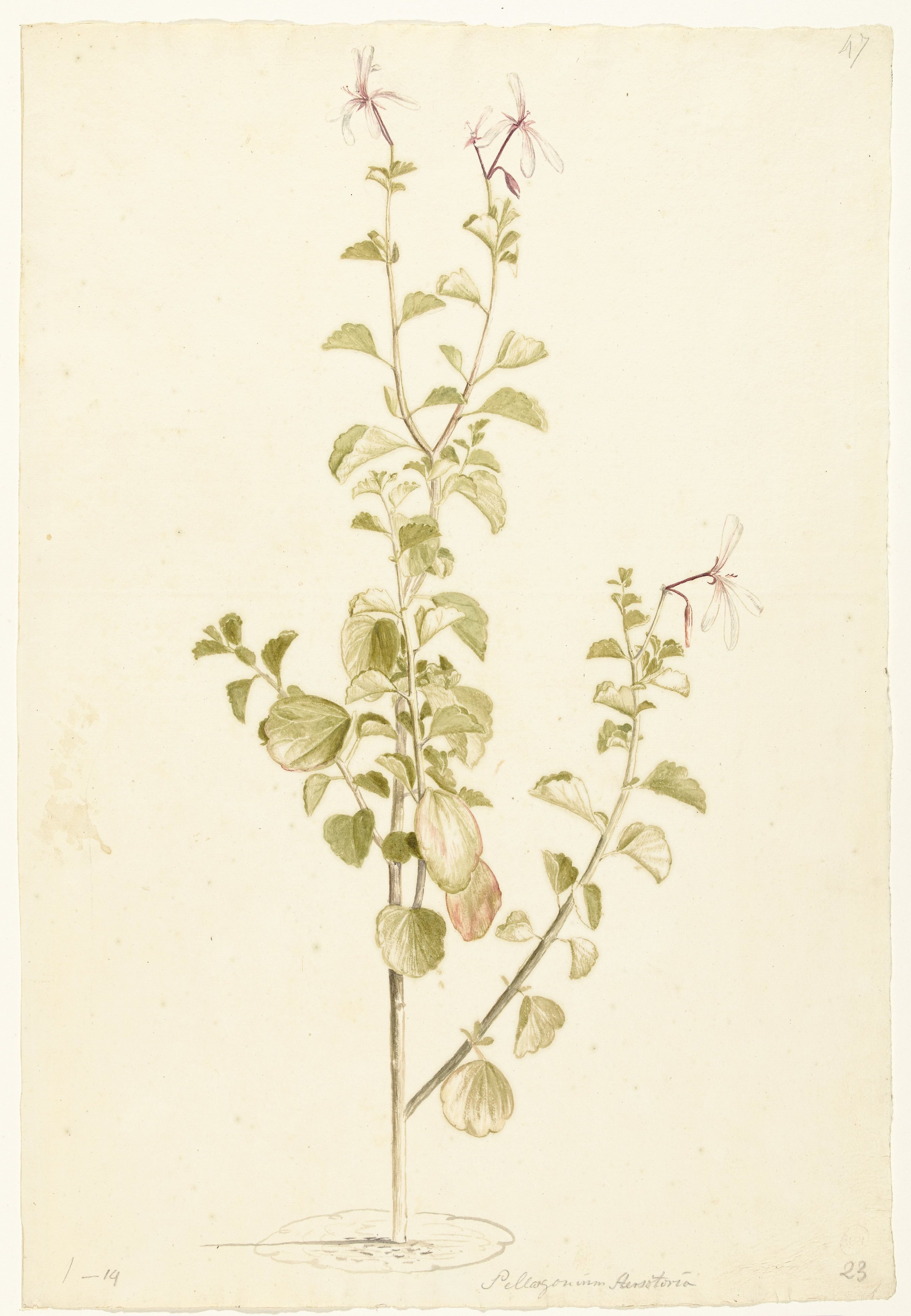 Bloeiende Pelargonium