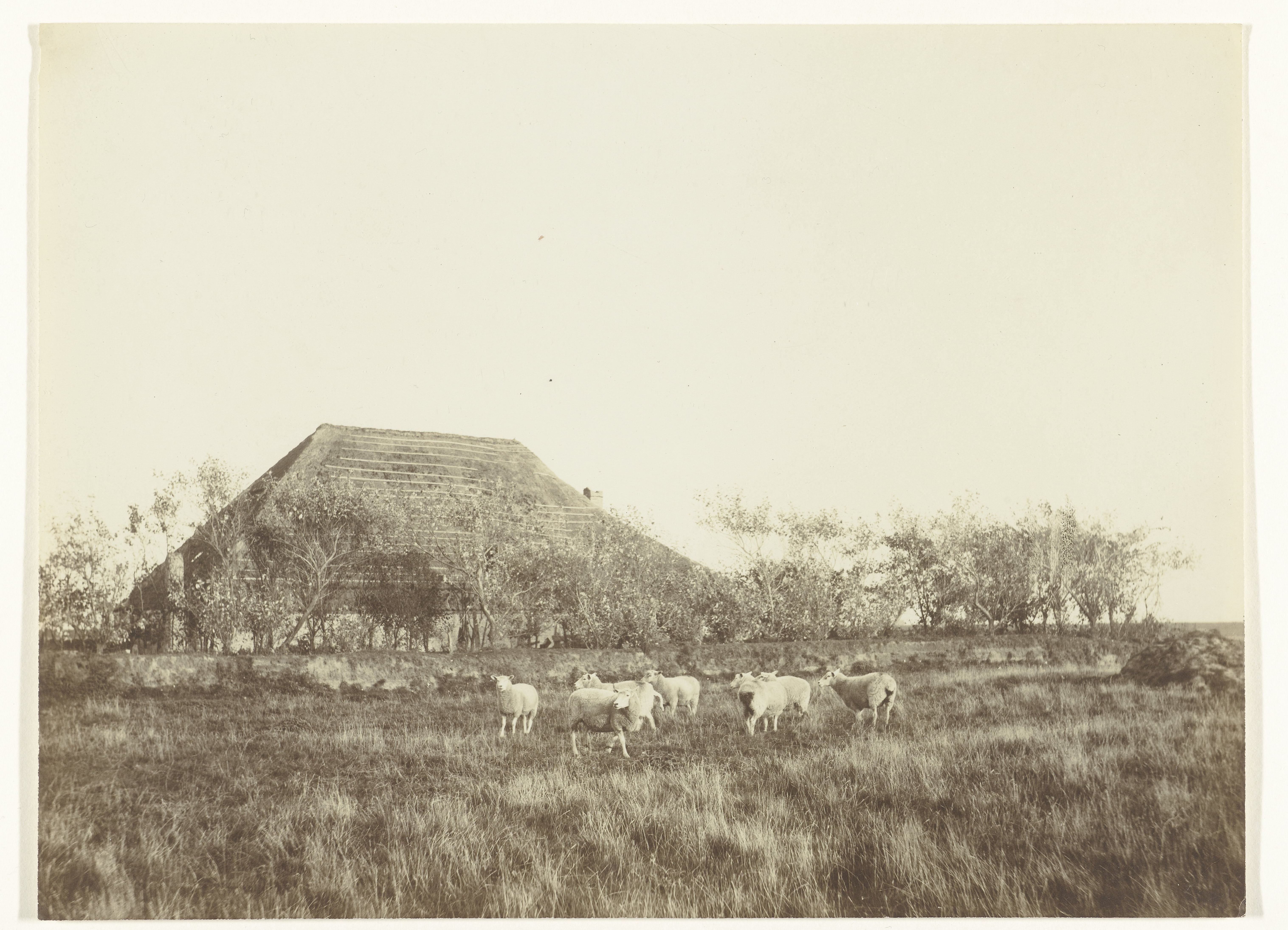 Schapen in een weiland, met een boerderij op de achtergrond