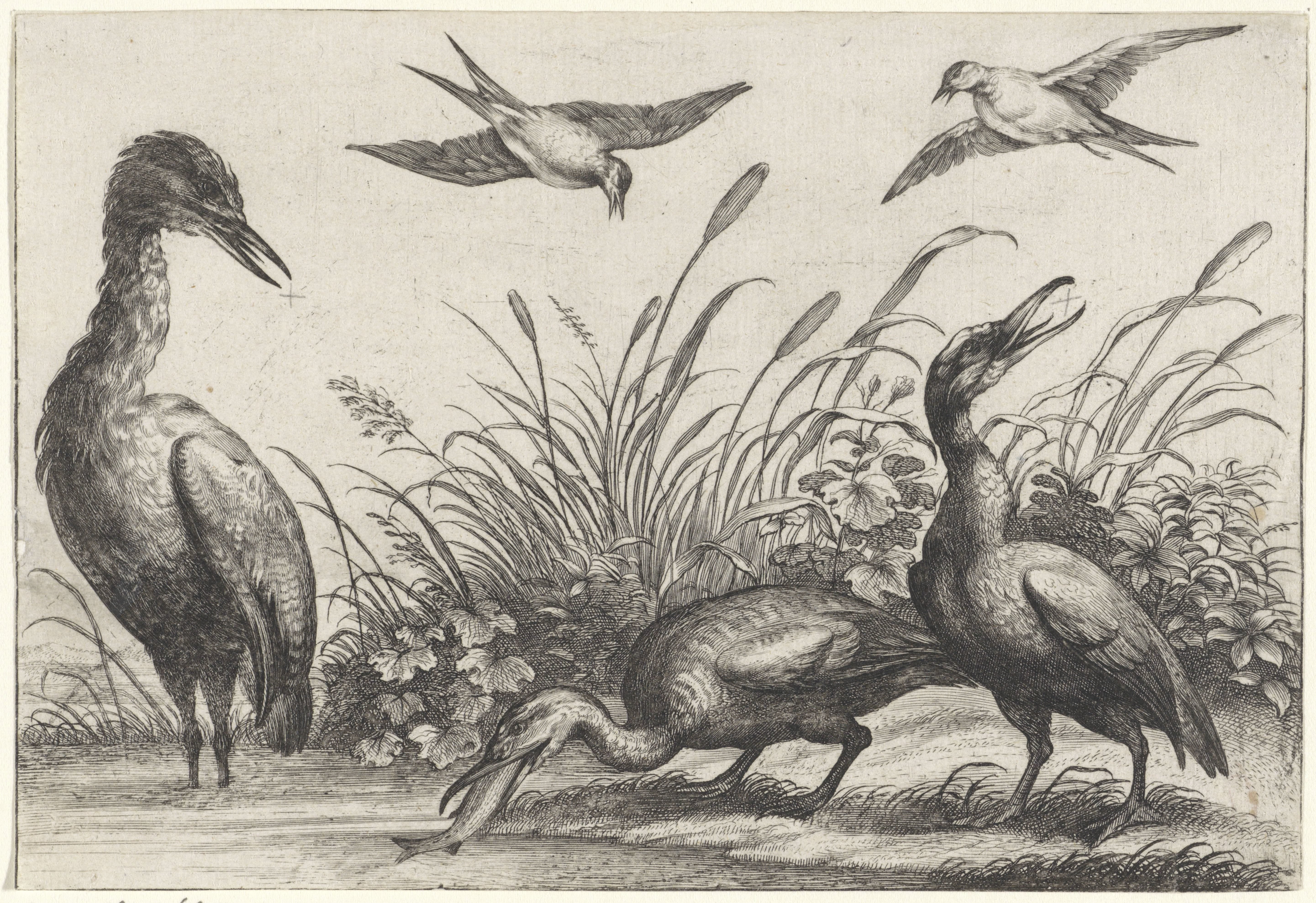 Reigers en zwaluwen