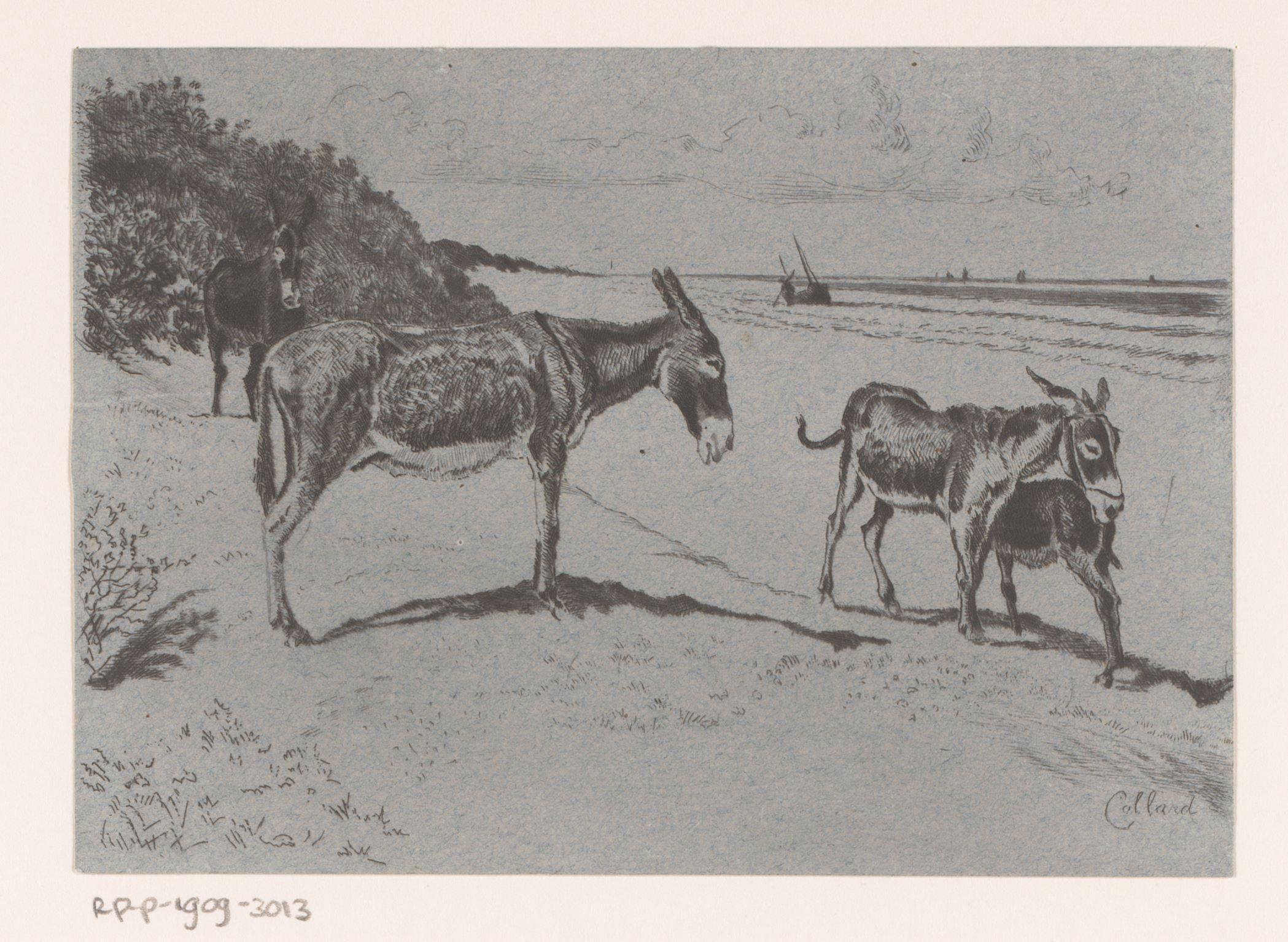 Vier ezels op het strand