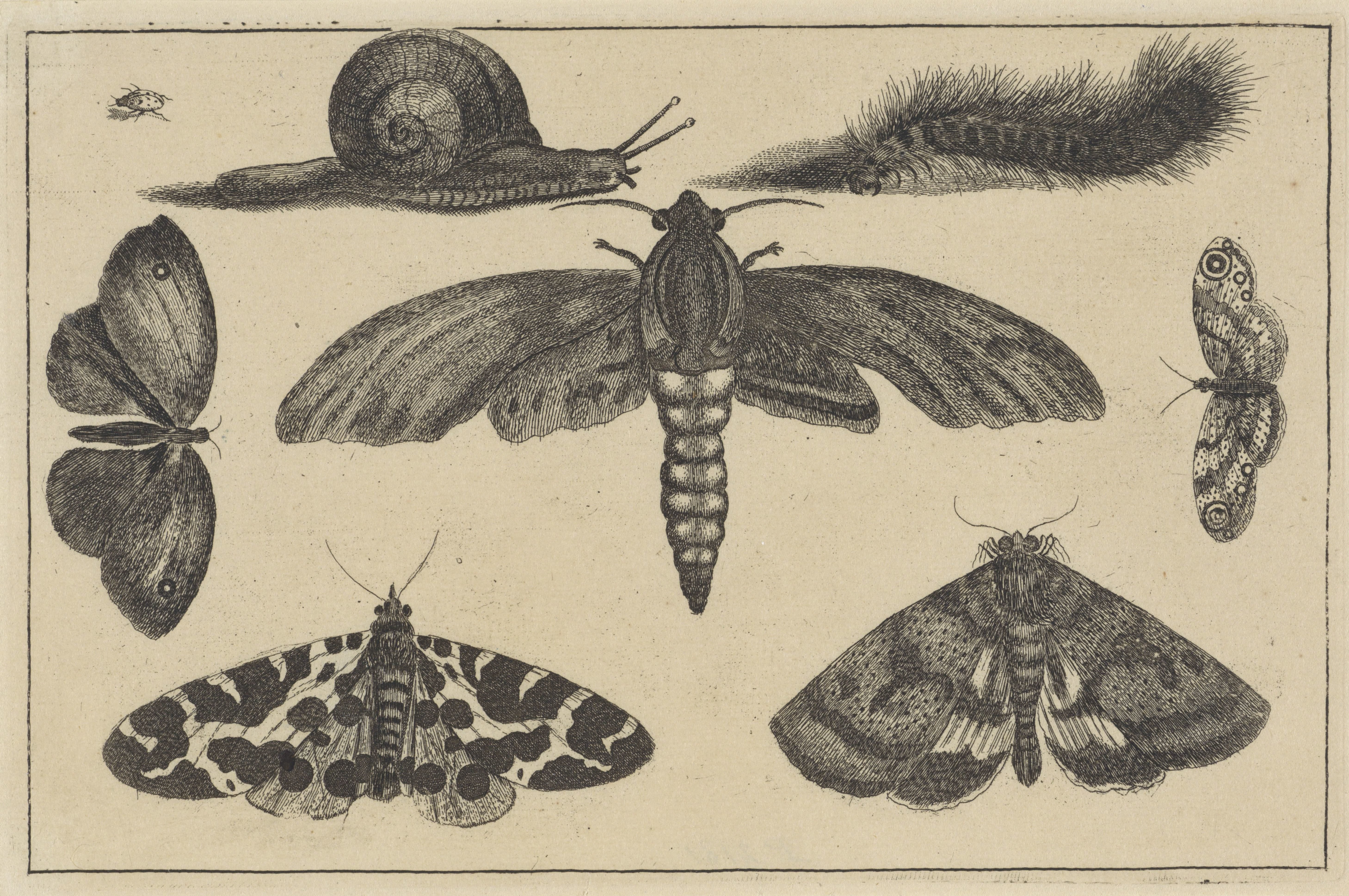 Drie motten, vlinders, tor, slak en rups