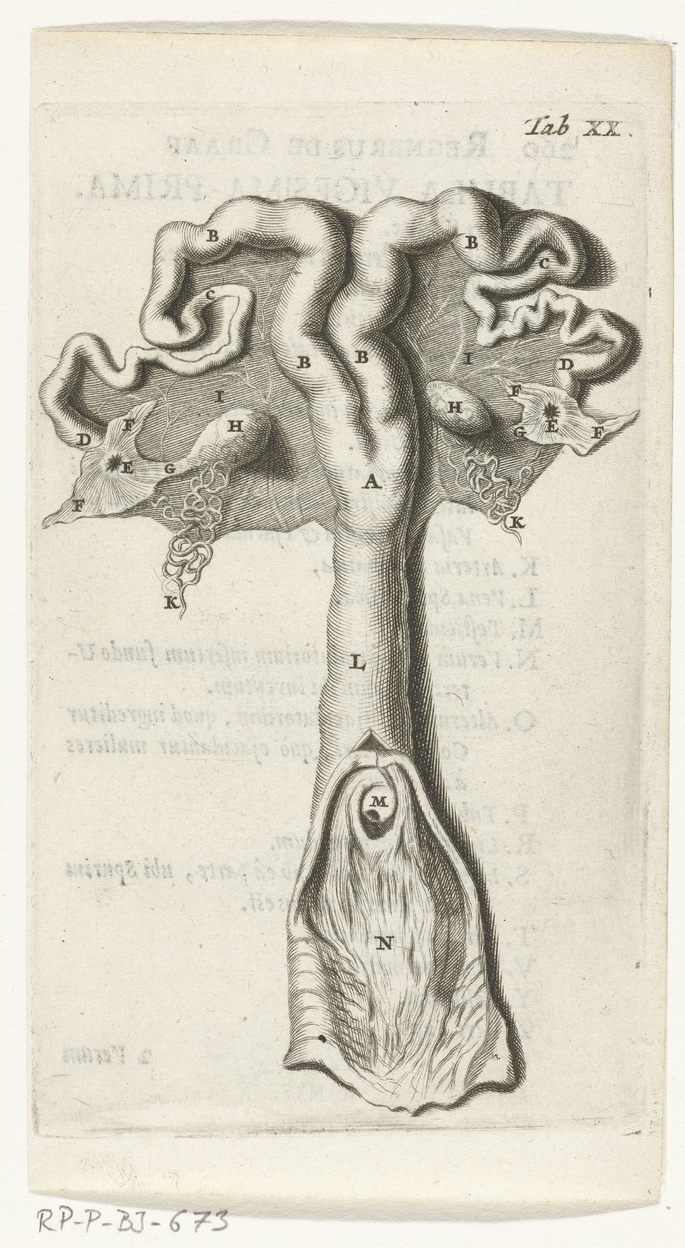Anatomische afbeelding van de baarmoederhals, de baarmoeder, de eileiders en de eierstokken