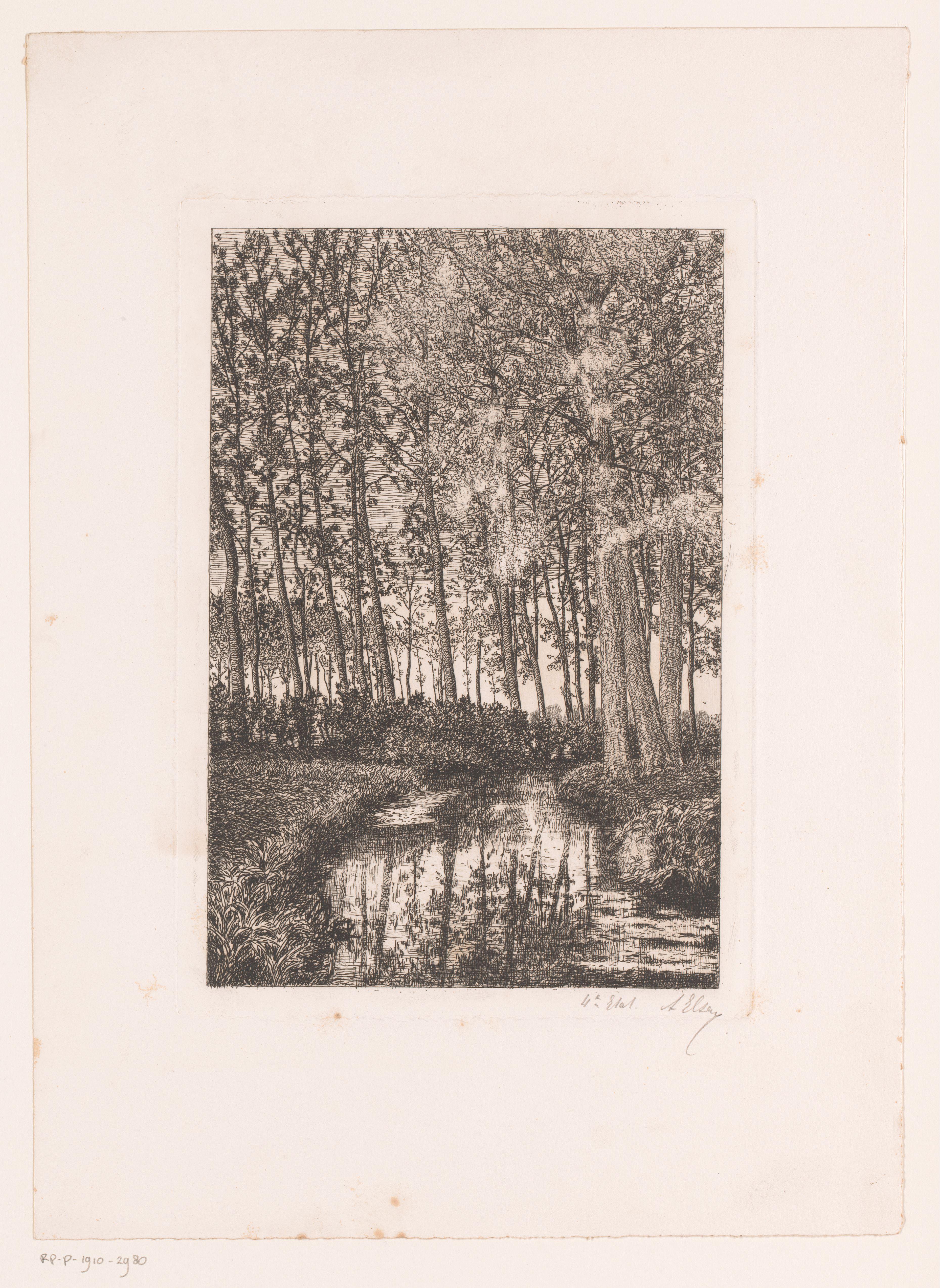 Hoge bomen aan het water