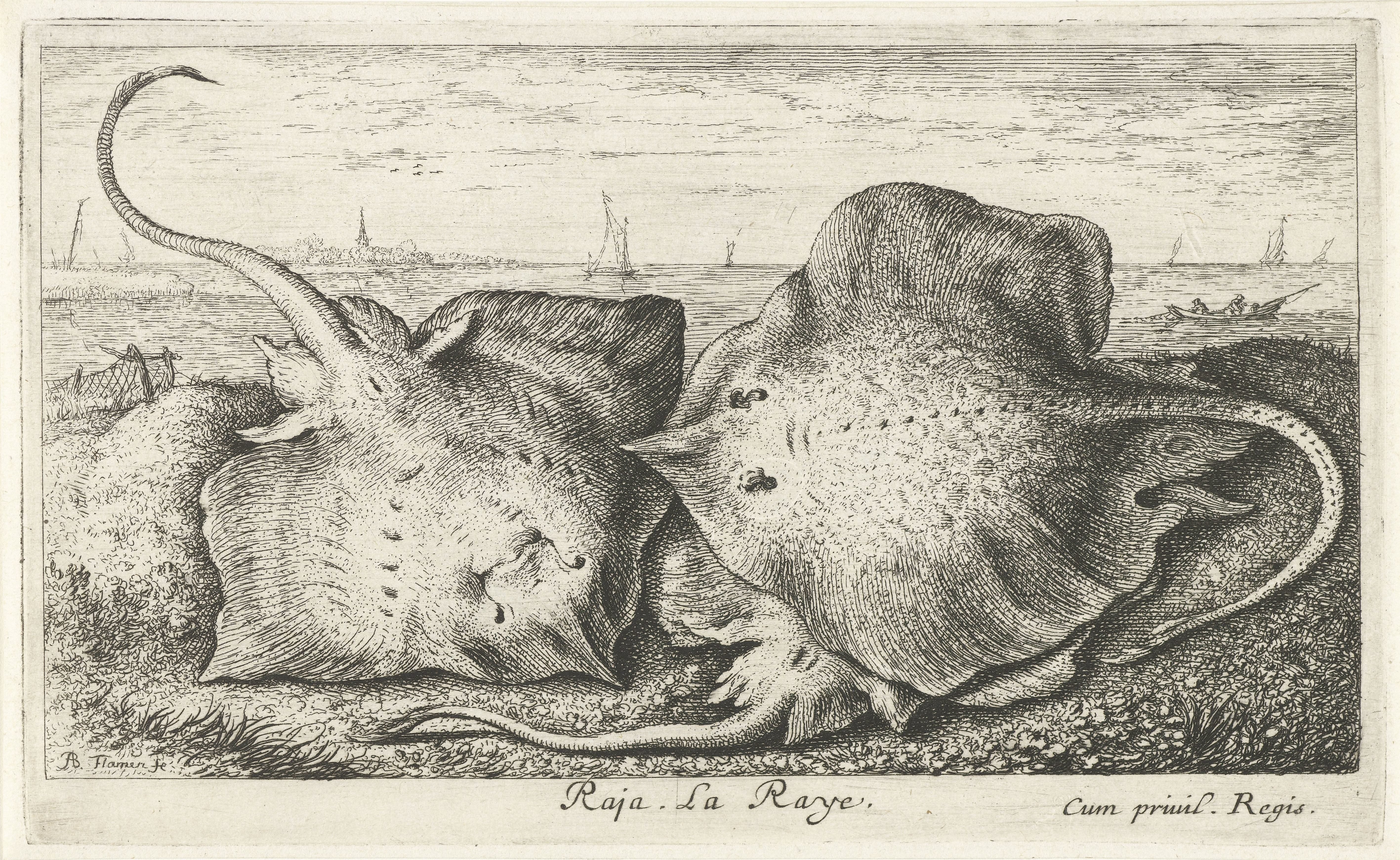 Drie roggen op het strand