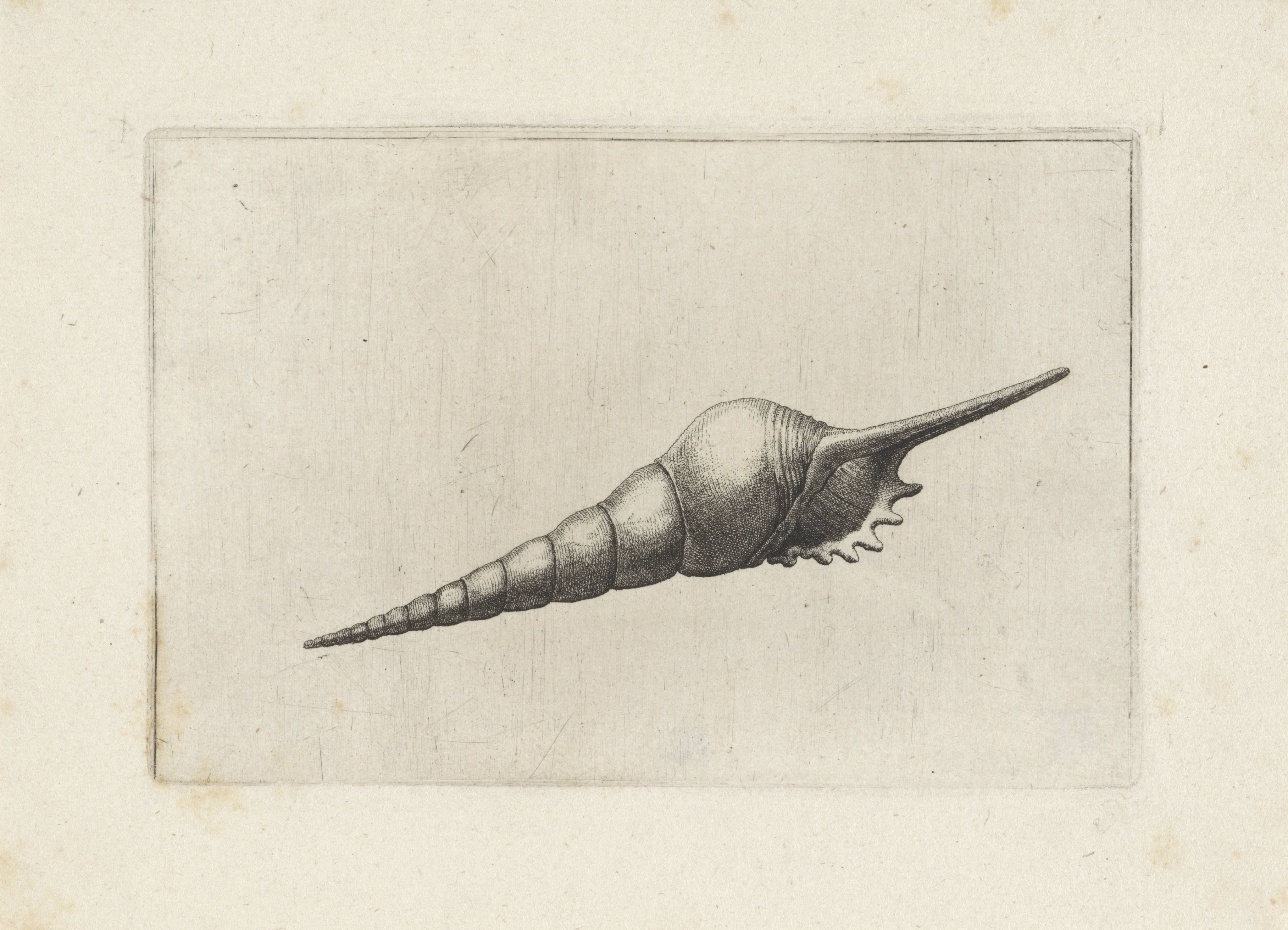 Schelp, tibia fusus melanocheilus