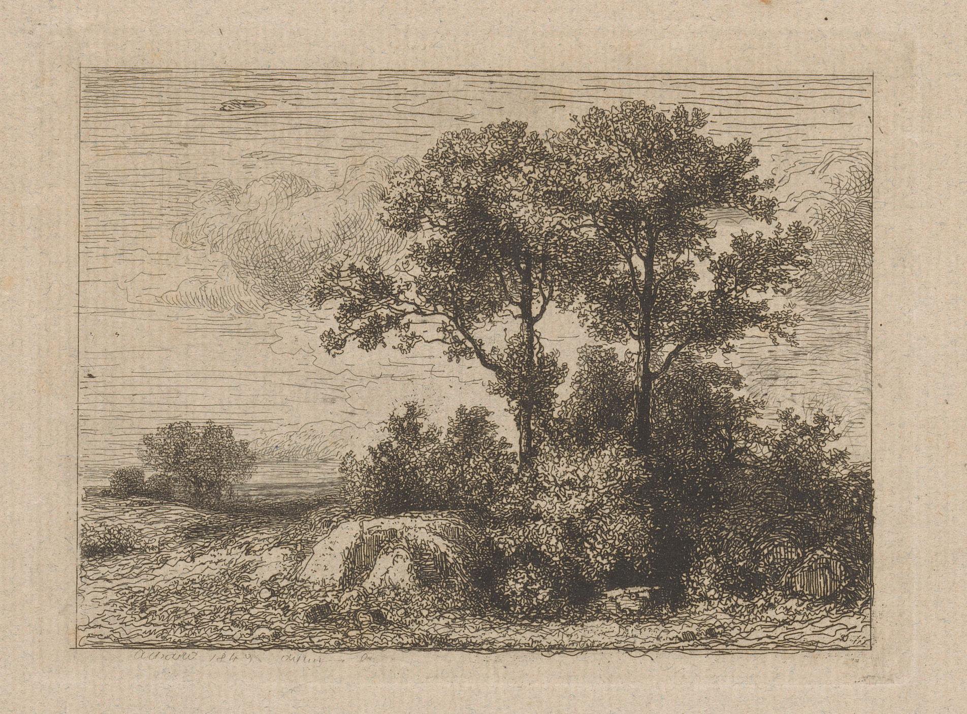 Twee bomen in het struikgewas