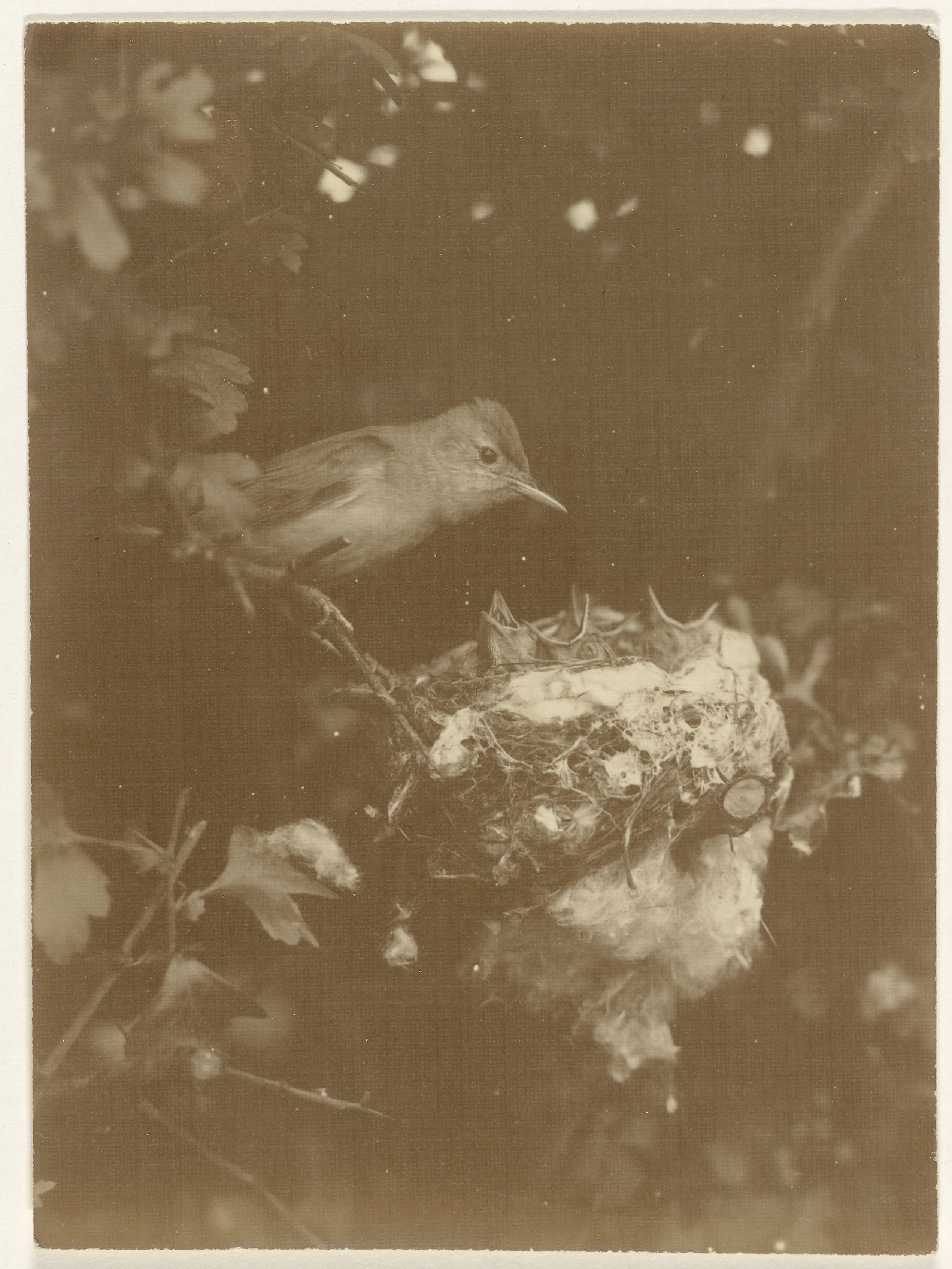 Vogel bij nest met kuikens in boom