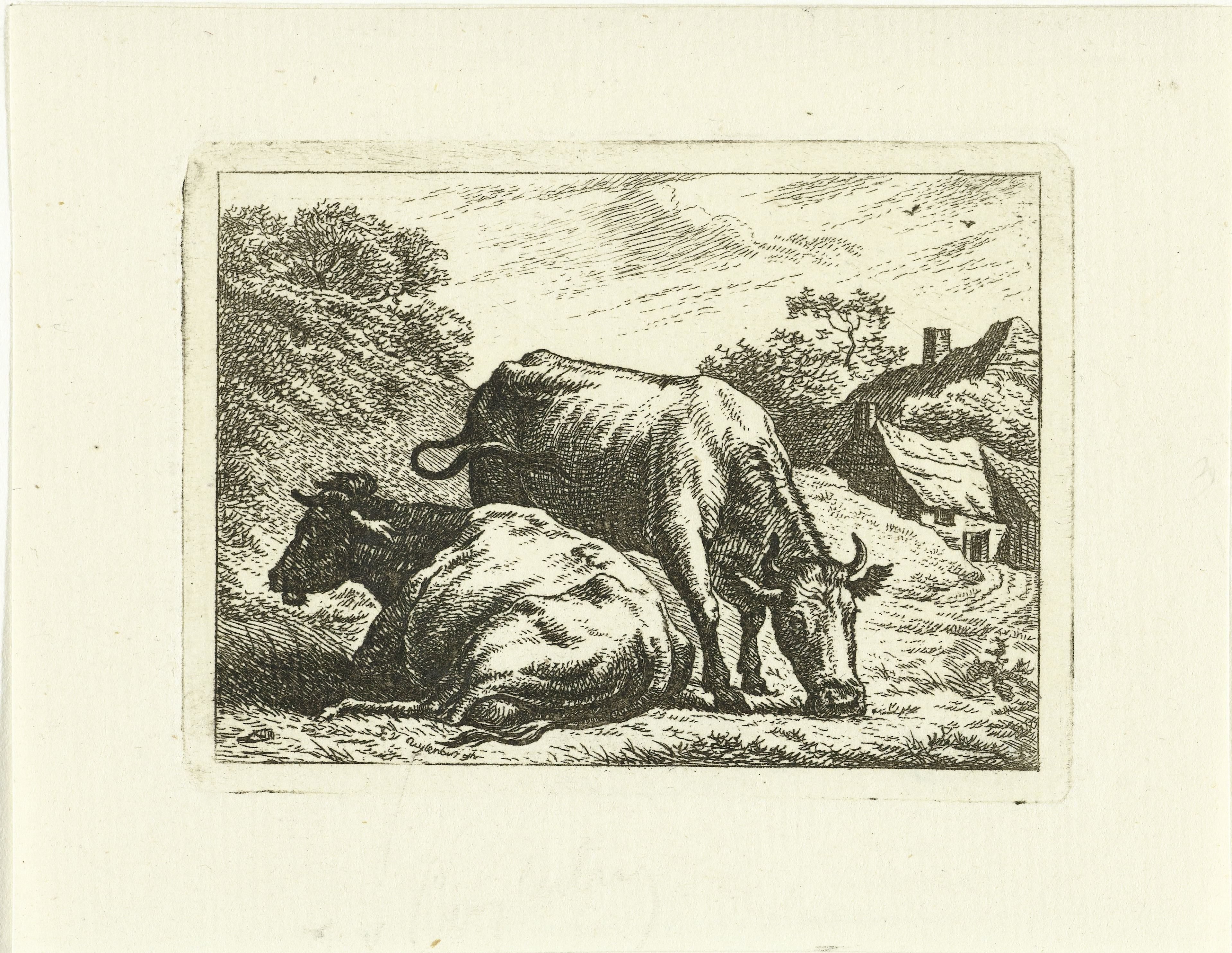 Twee koeien langs weg bij boerderij
