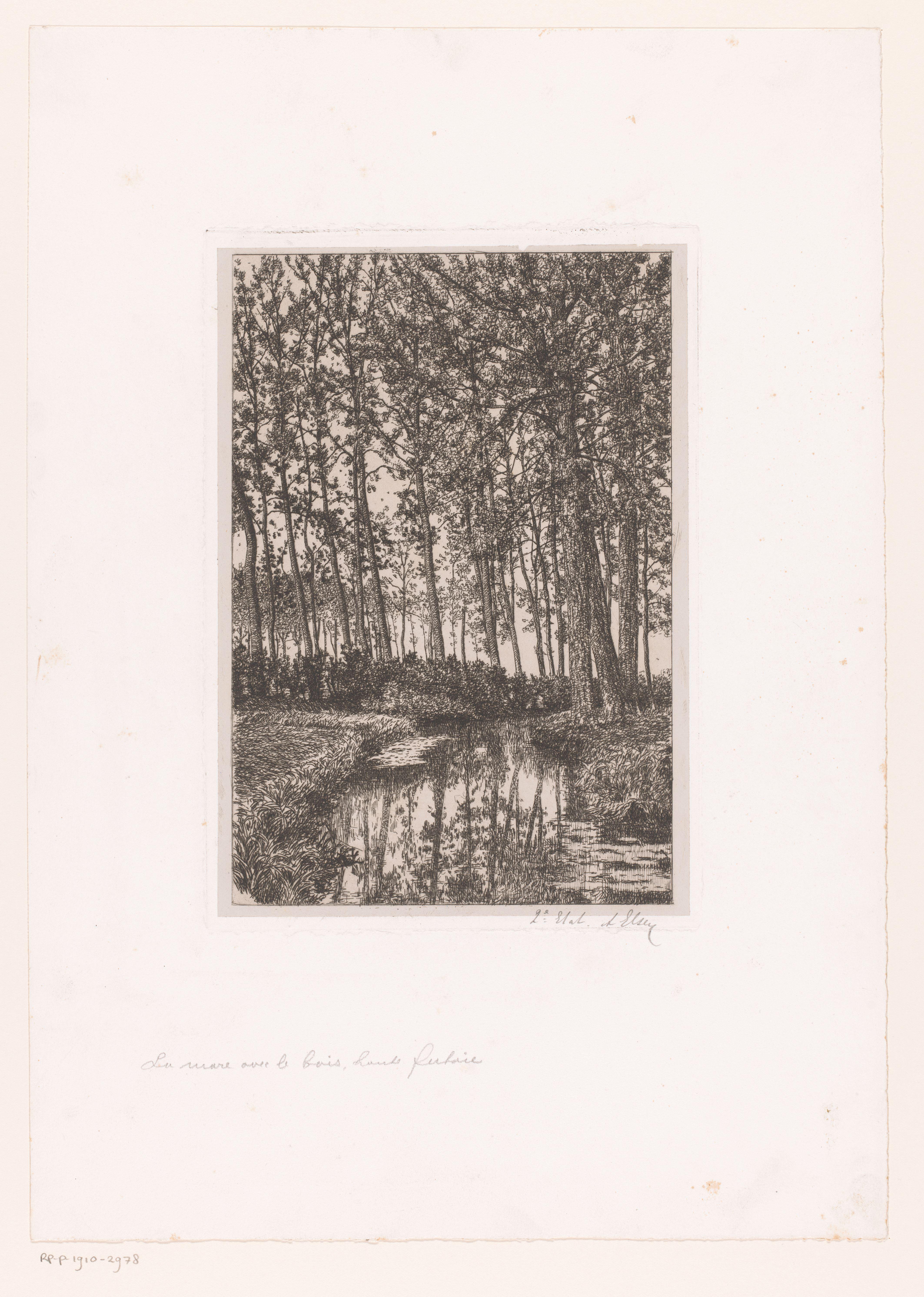 Hoge bomen aan het water