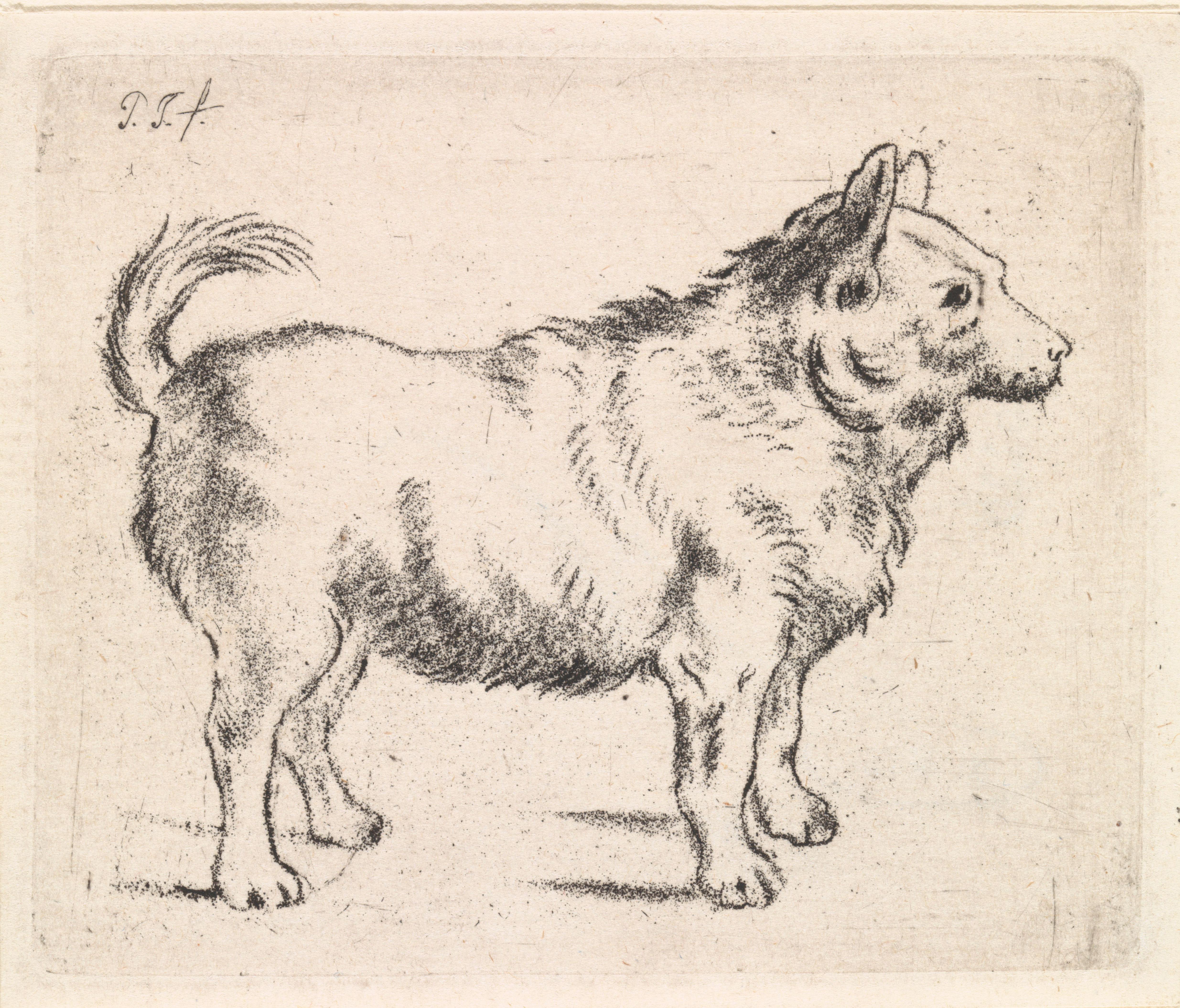 Hond naar rechts