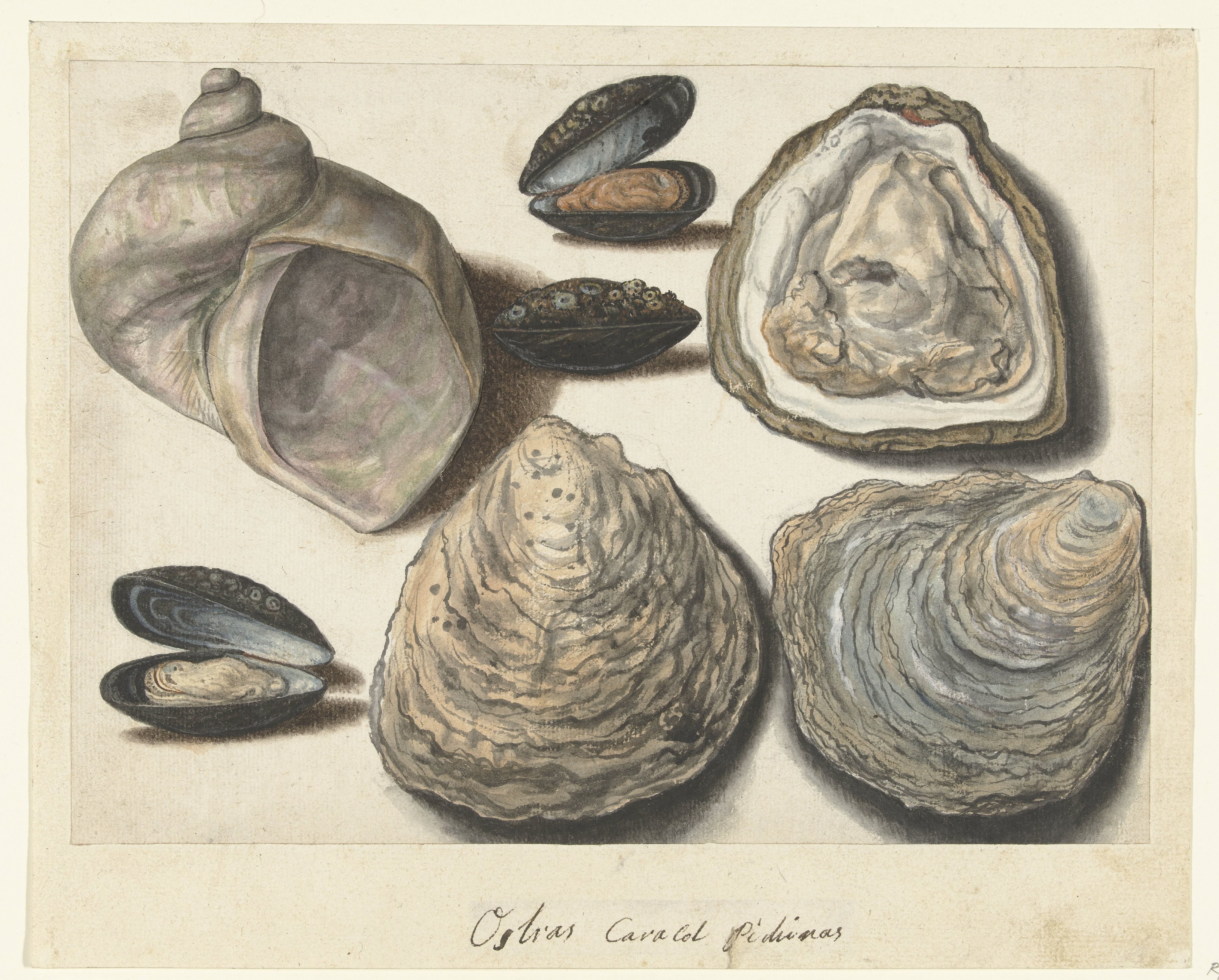 Oesters, Mosselen en Maanhoorn