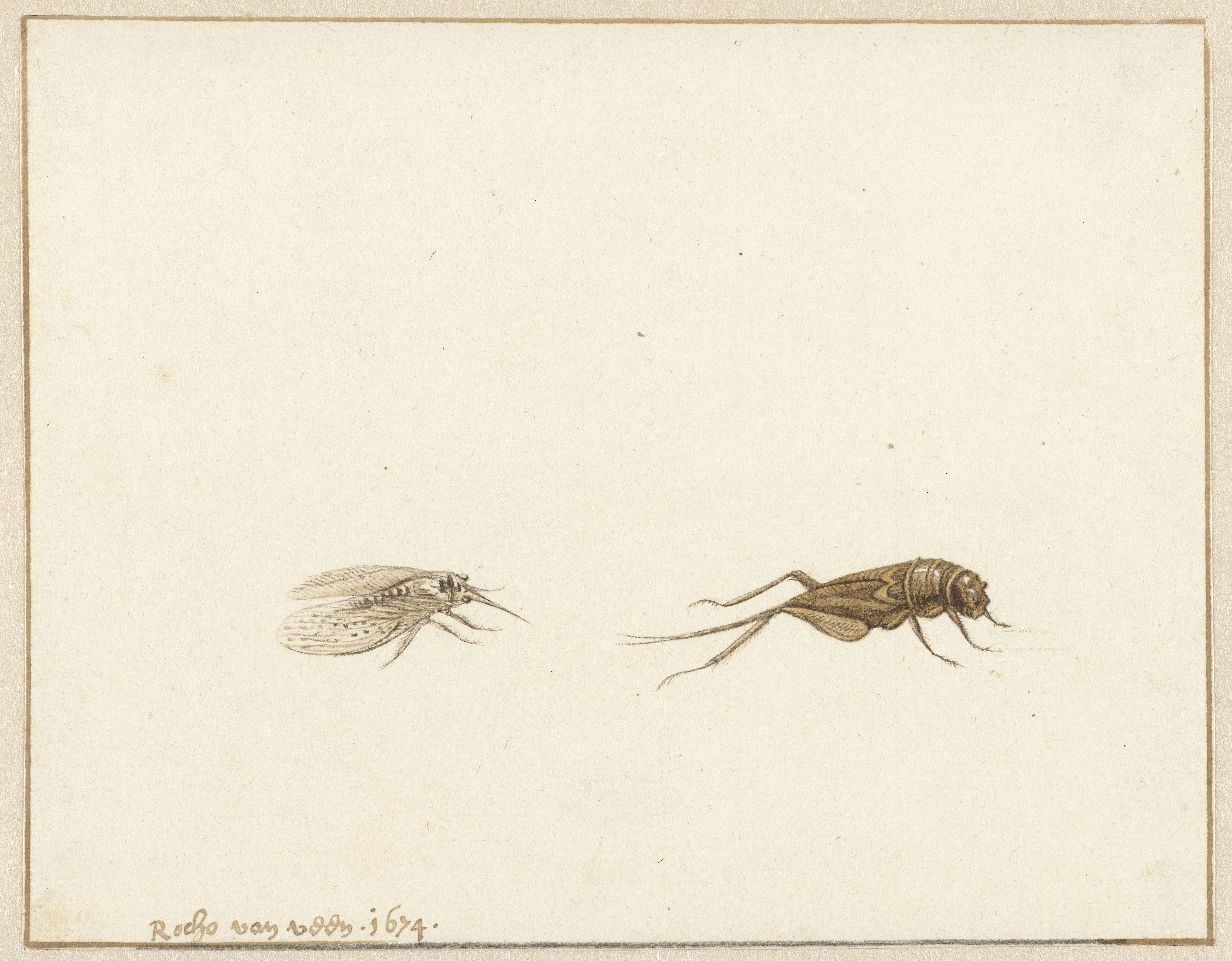 Twee insecten