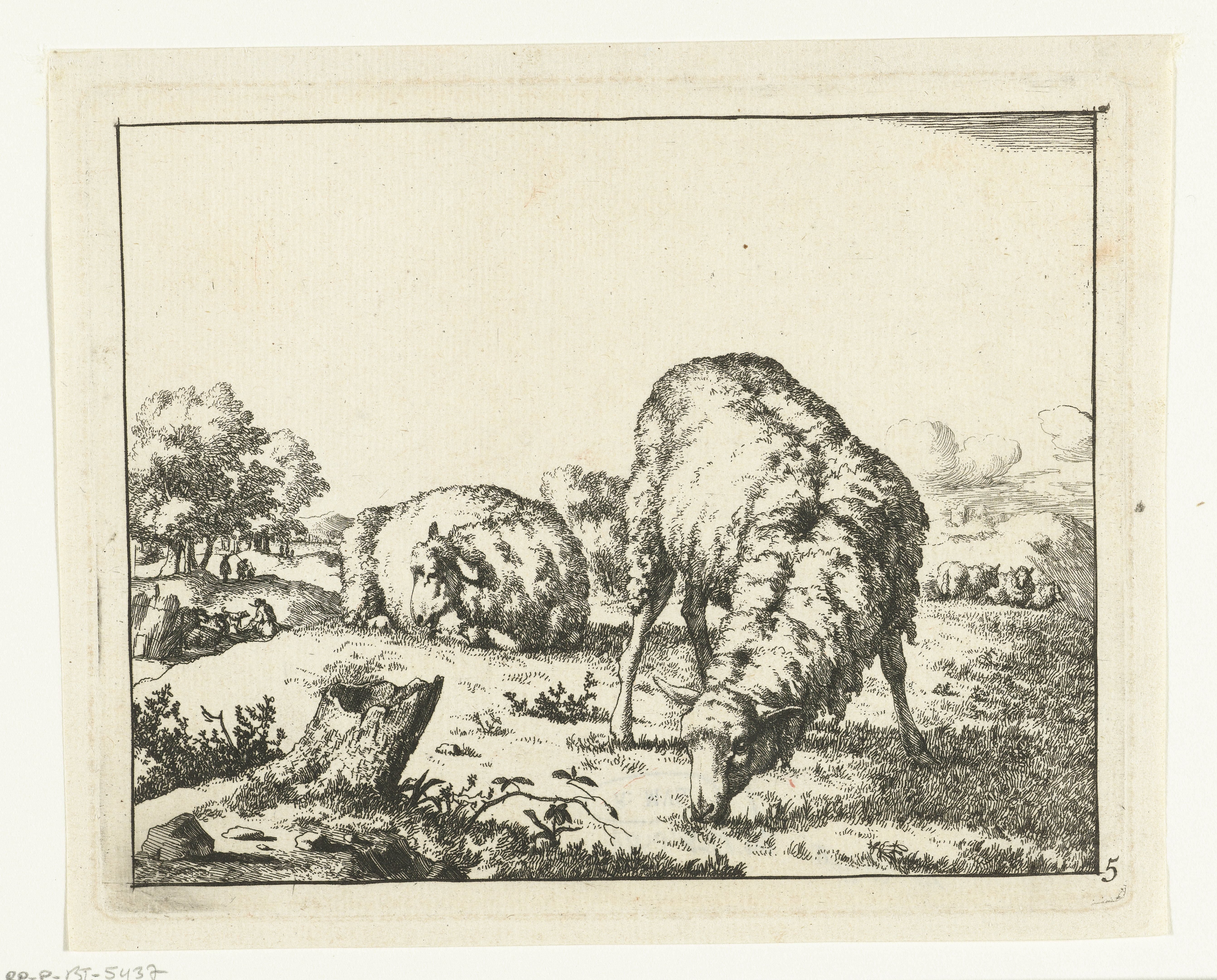 Grazend schaap, bij boomstronk