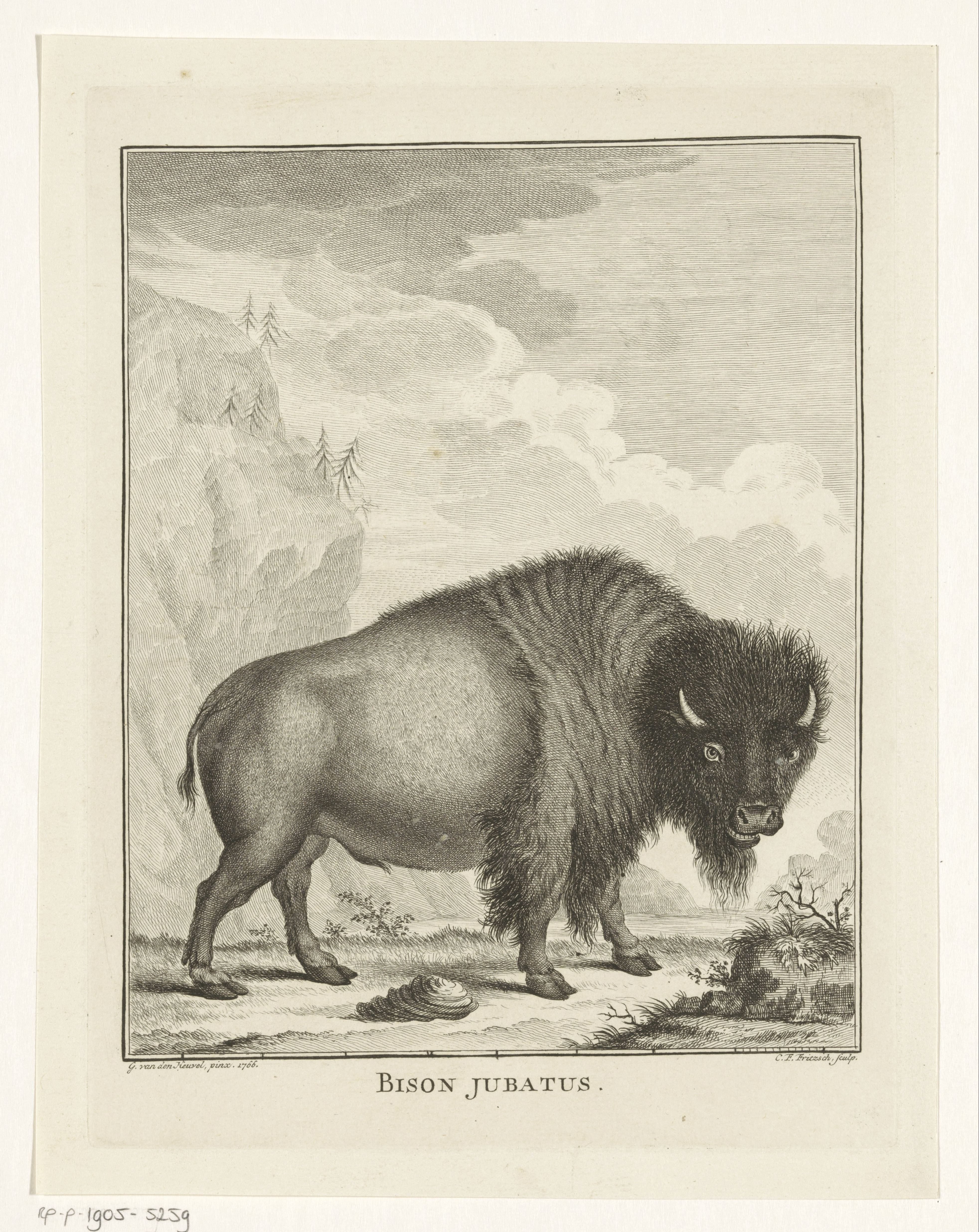 Bizon