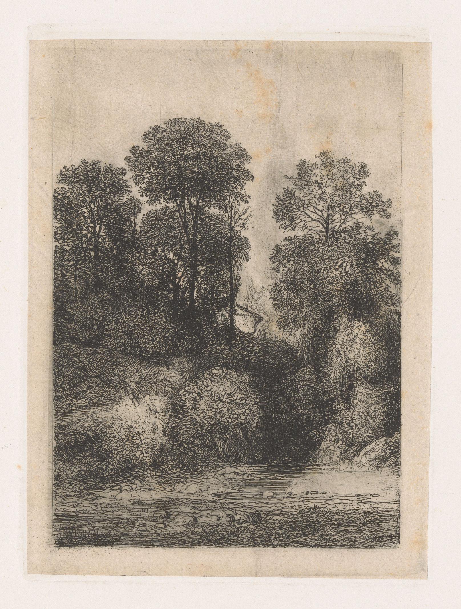 Bomen langs de oever van een beek