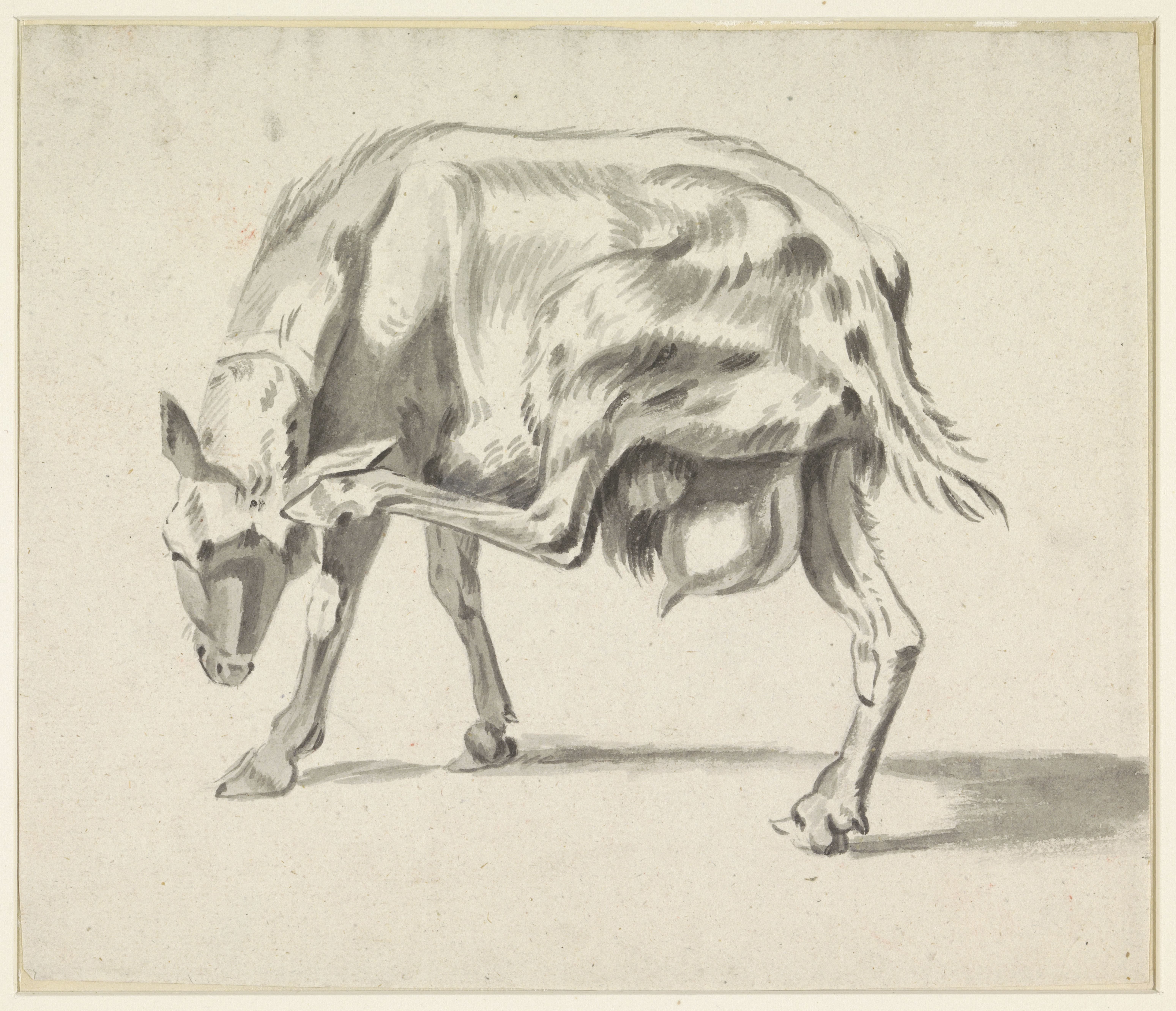 Zich krabbende geit
