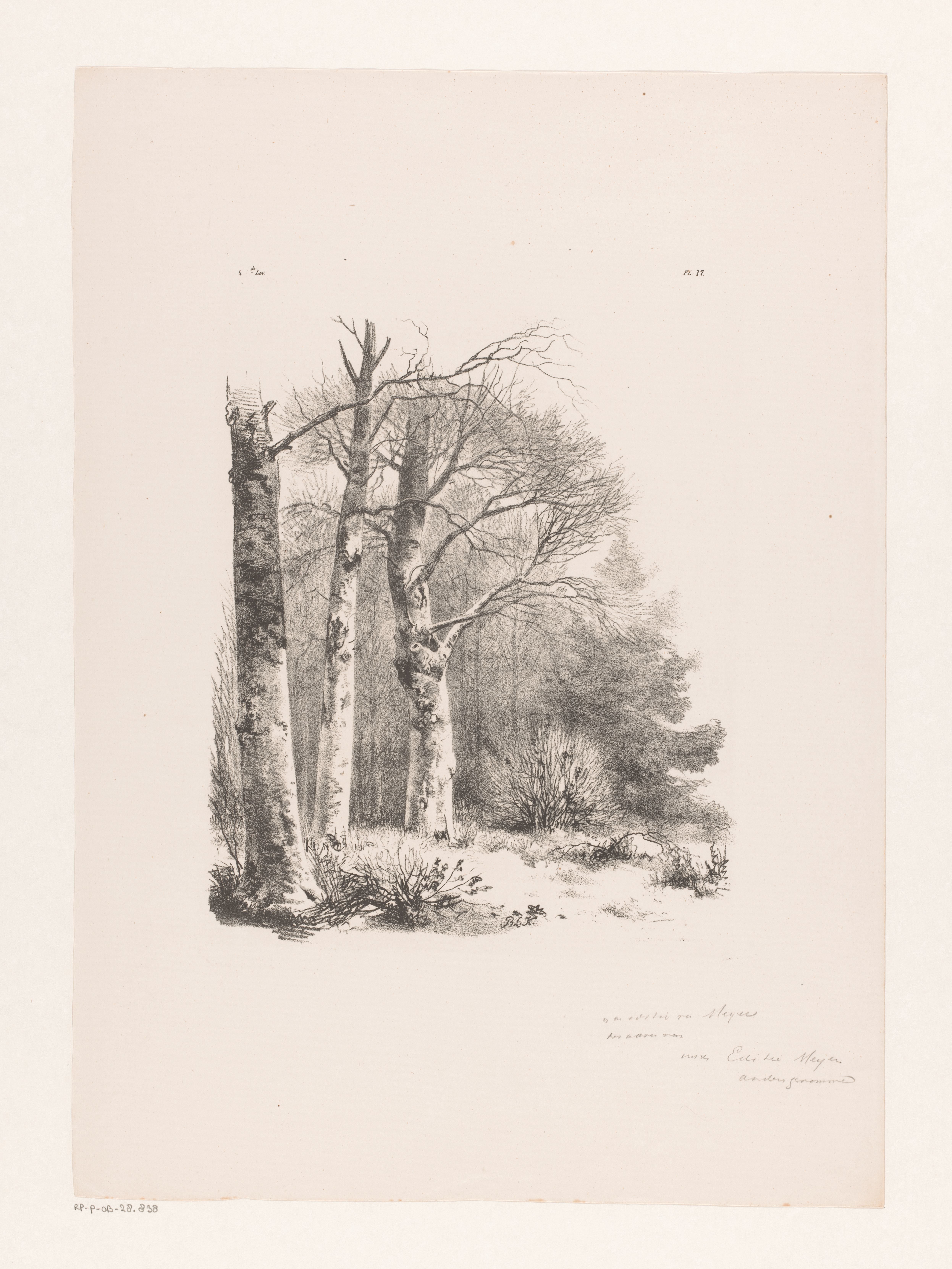 Drie bomen in een bos