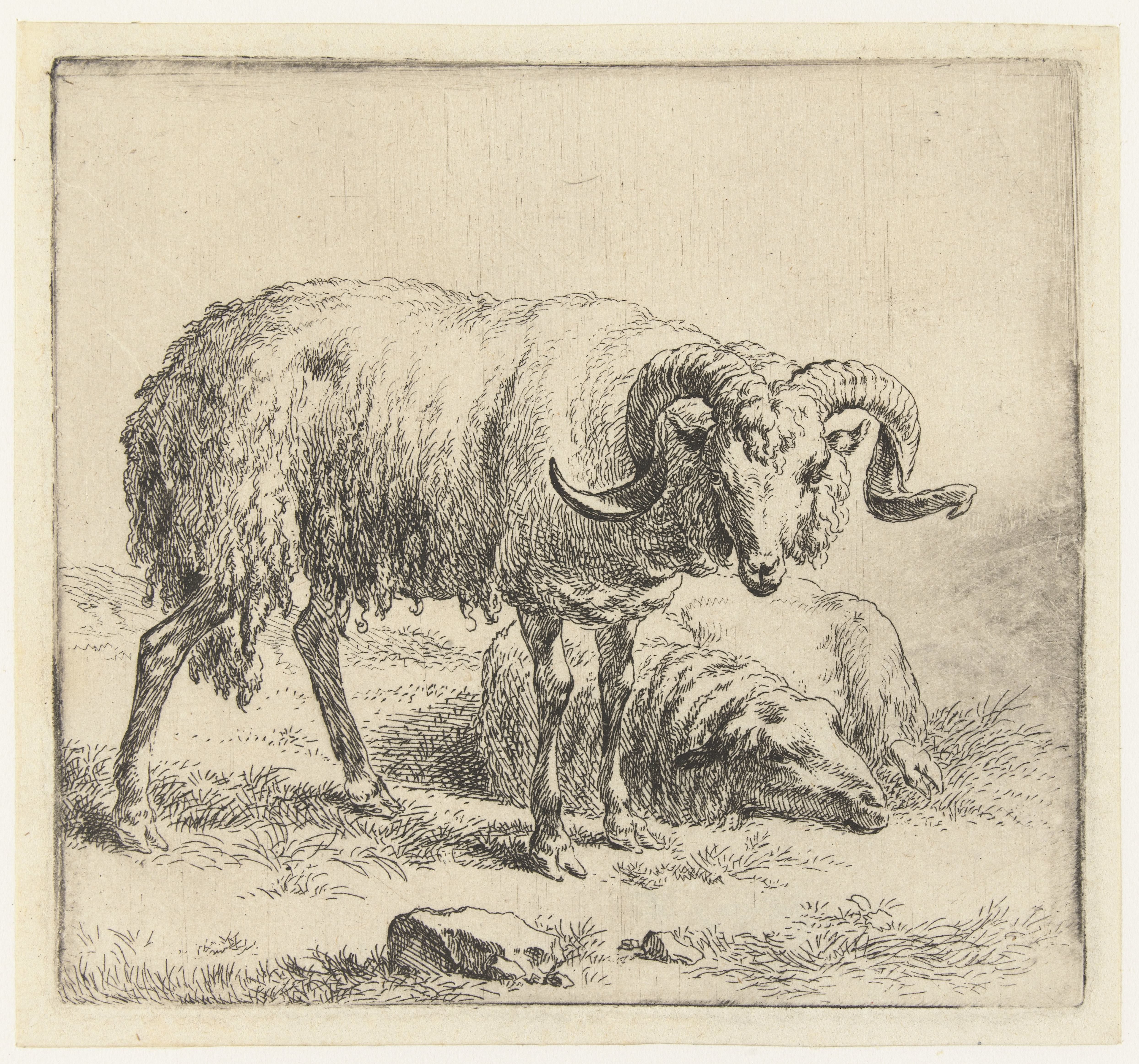 Ram en schaap