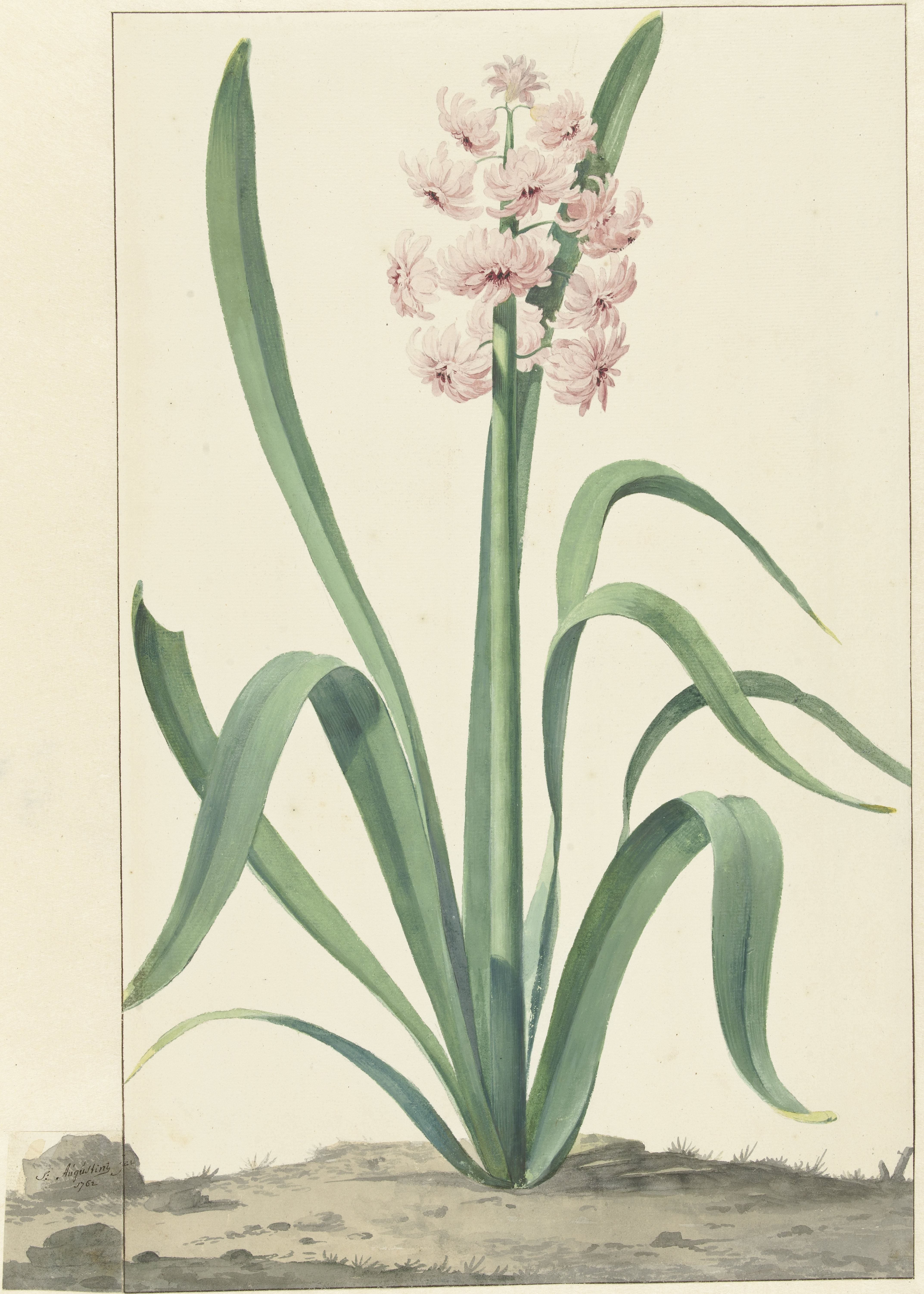 De roze hyacint Rex Rubrorum