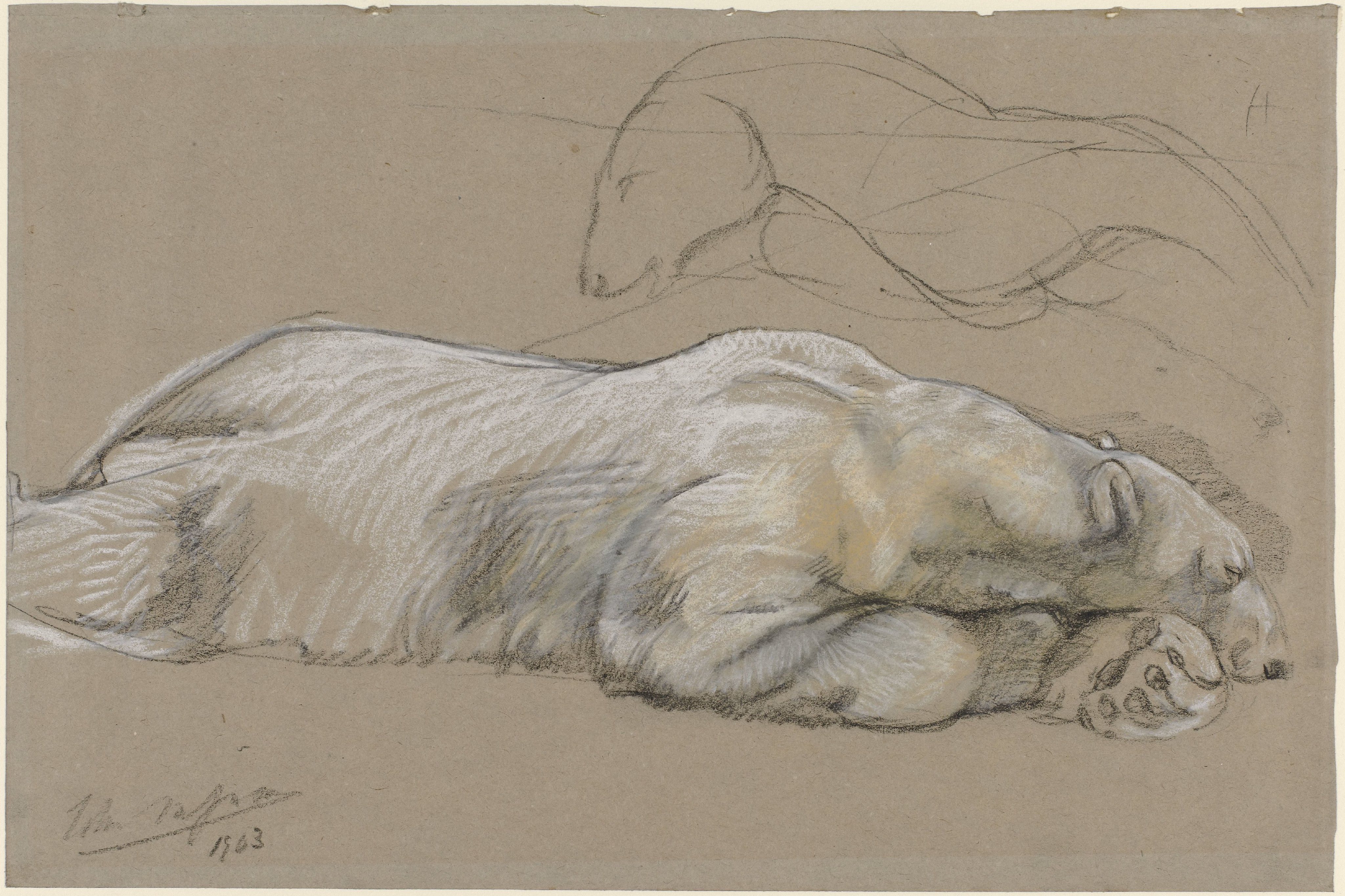 Studies of a Recumbent Polar Bear