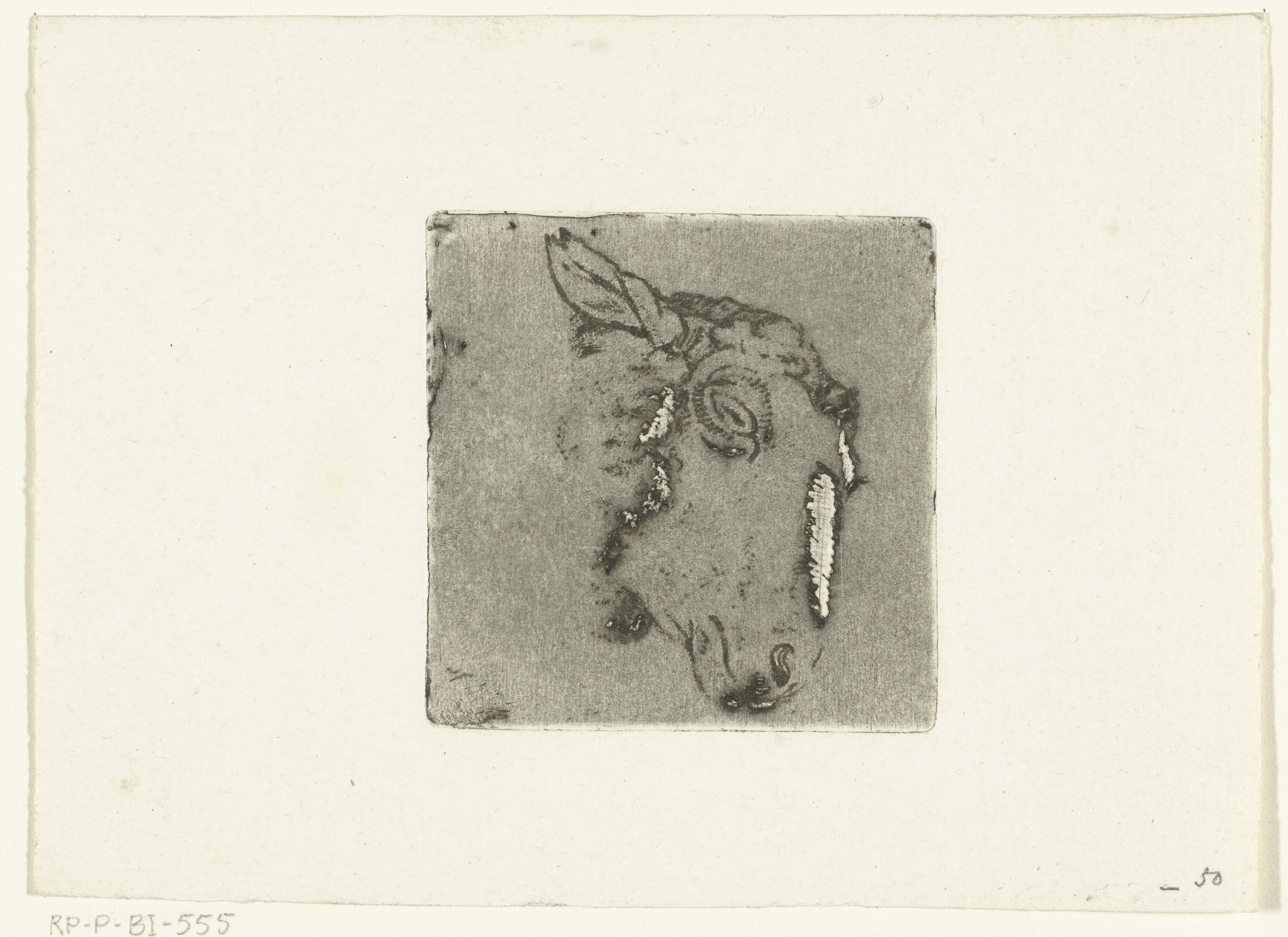 Kop van schaap