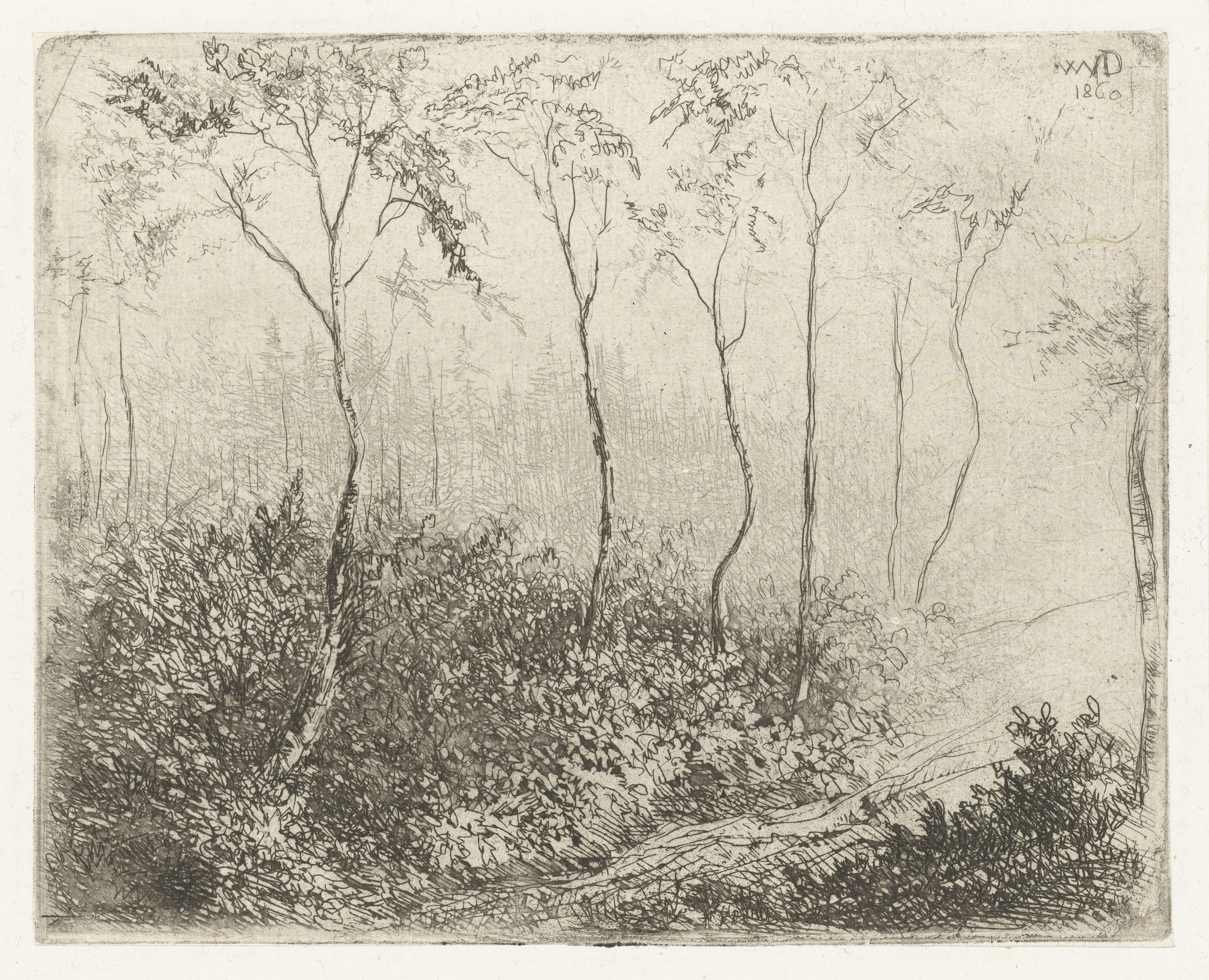 Boslandschap