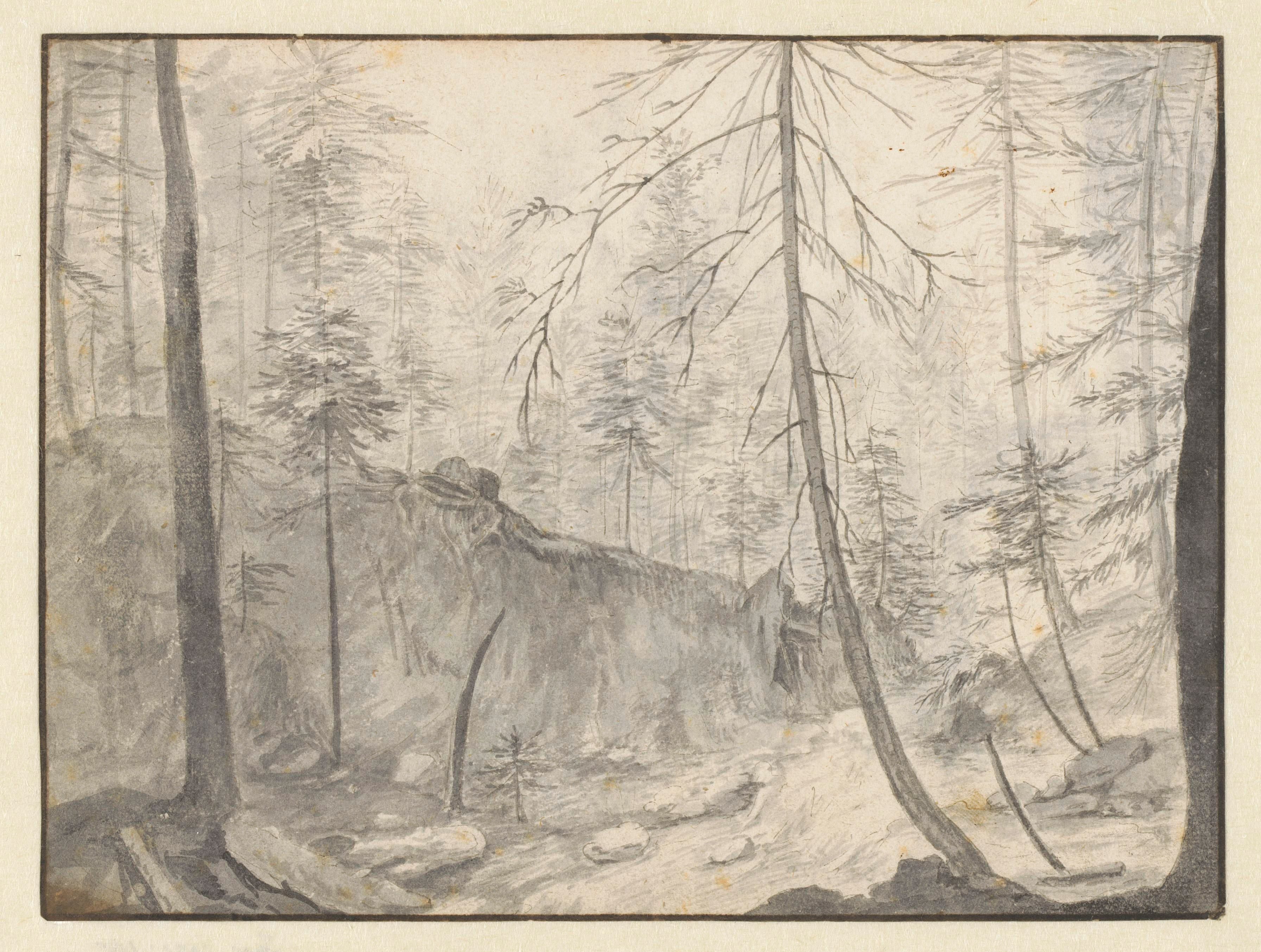 Sunken Path through an Evergreen Forest