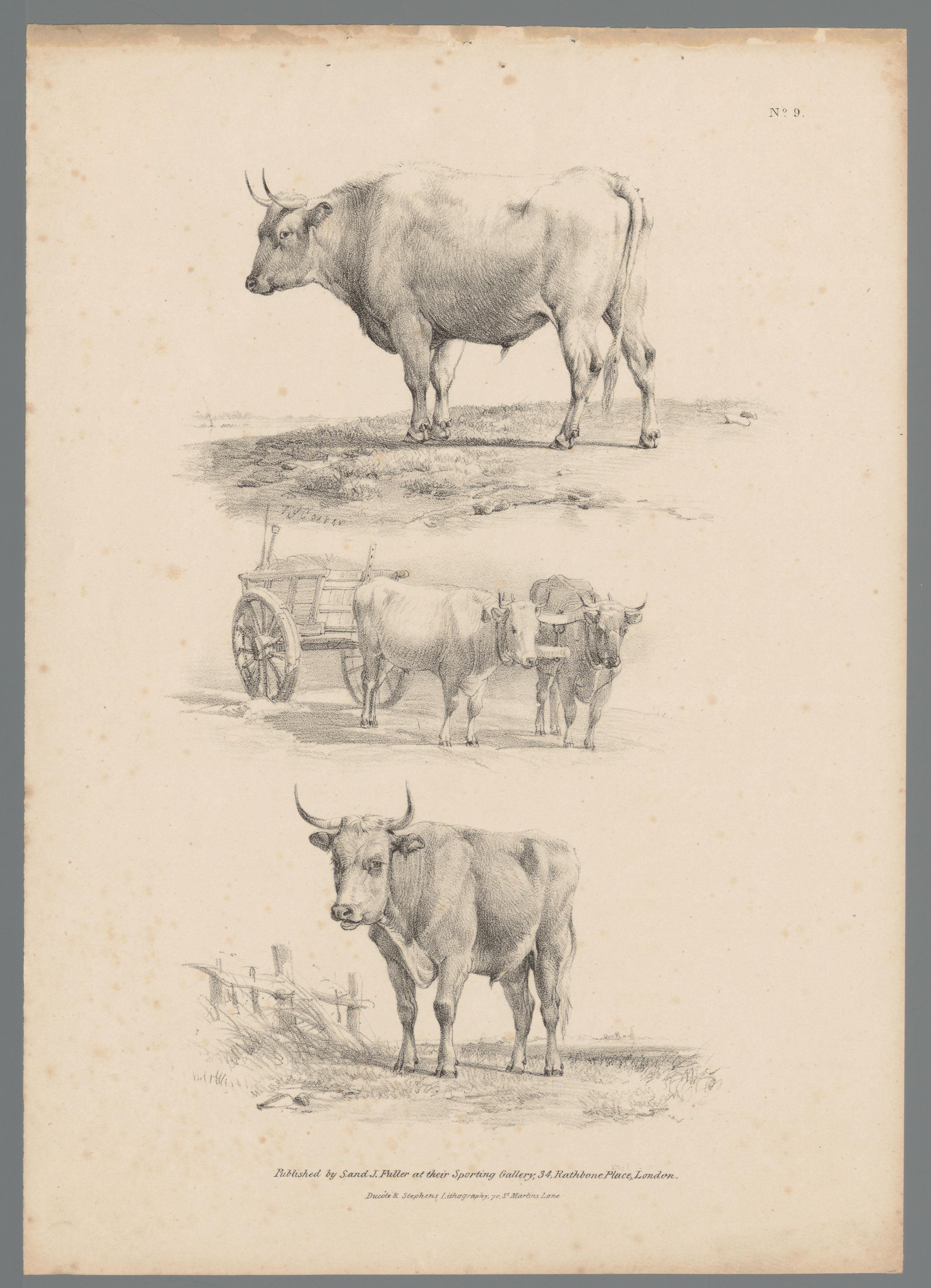 Drie voorstellingen van runderen