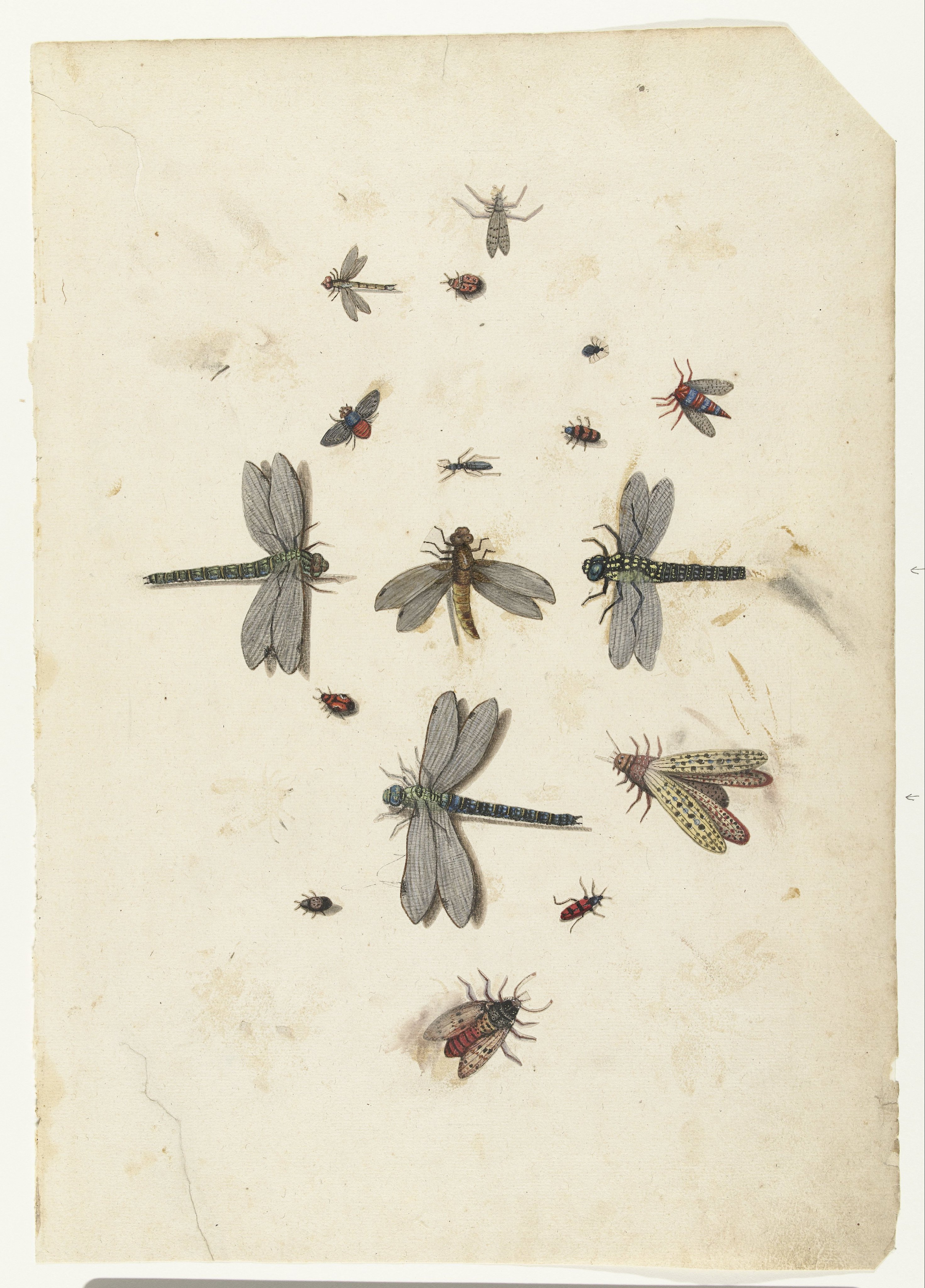 Dragonflies and flying Insects