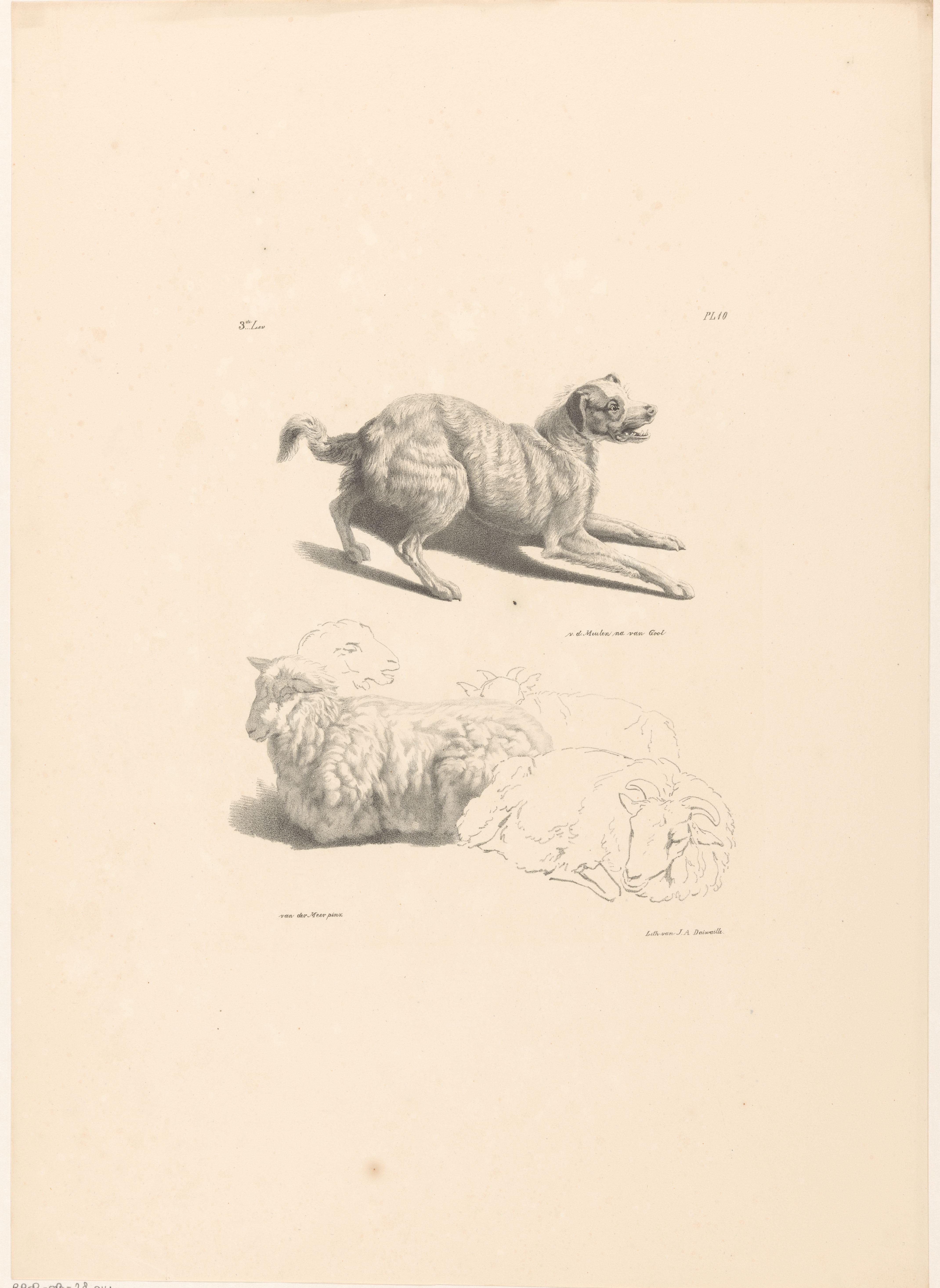 Hond en schapen