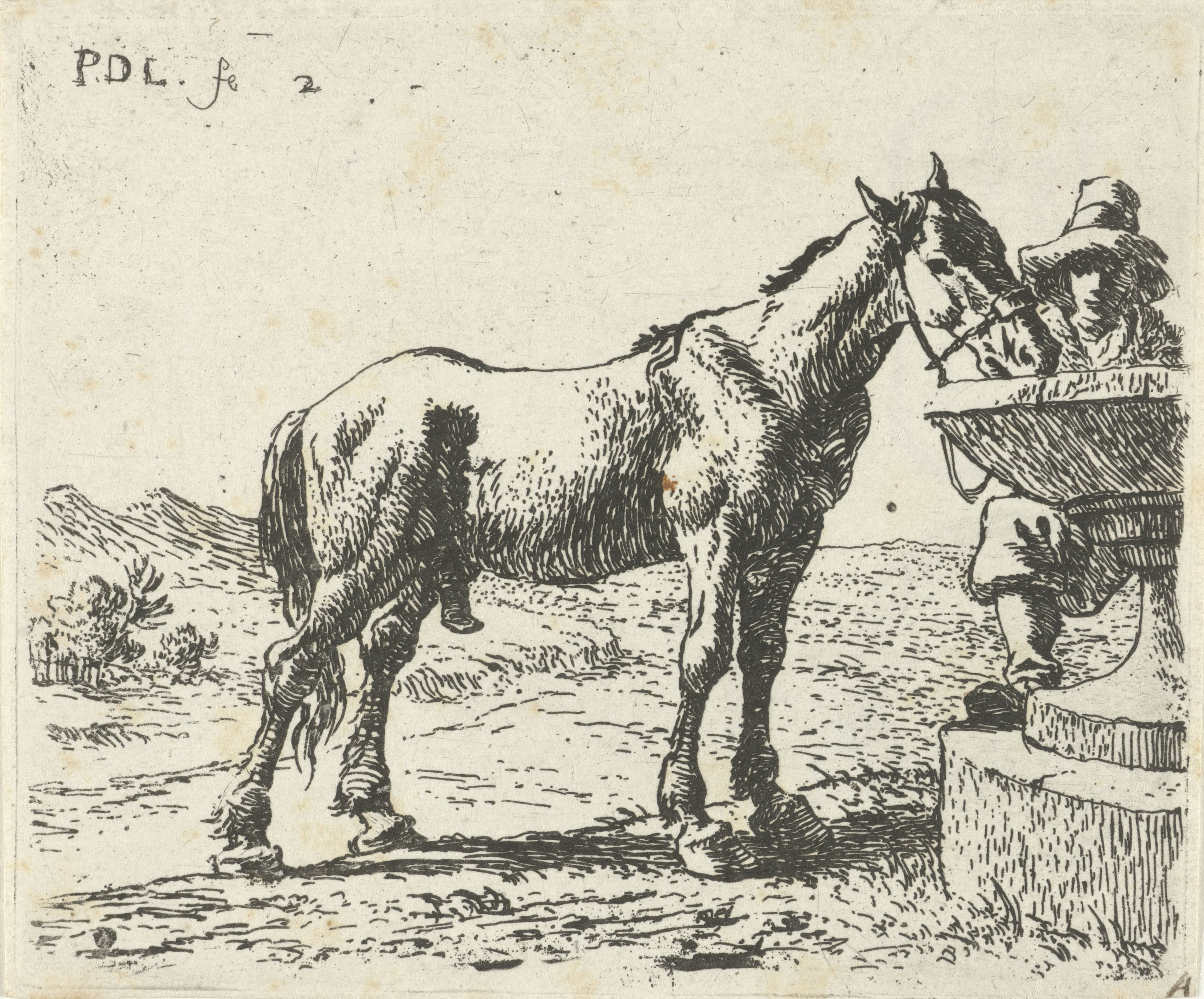 Drinkend paard