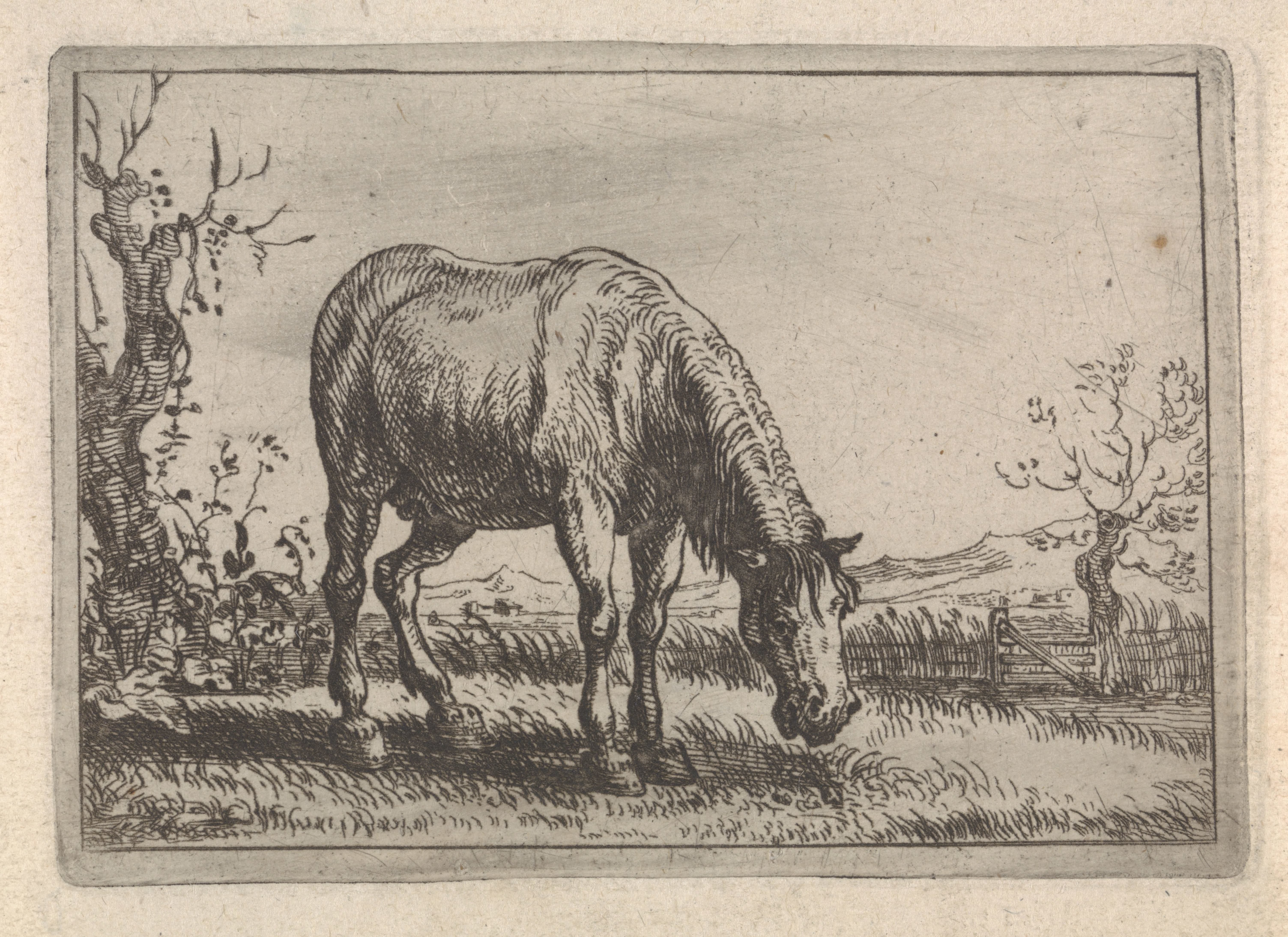 Grazend paard