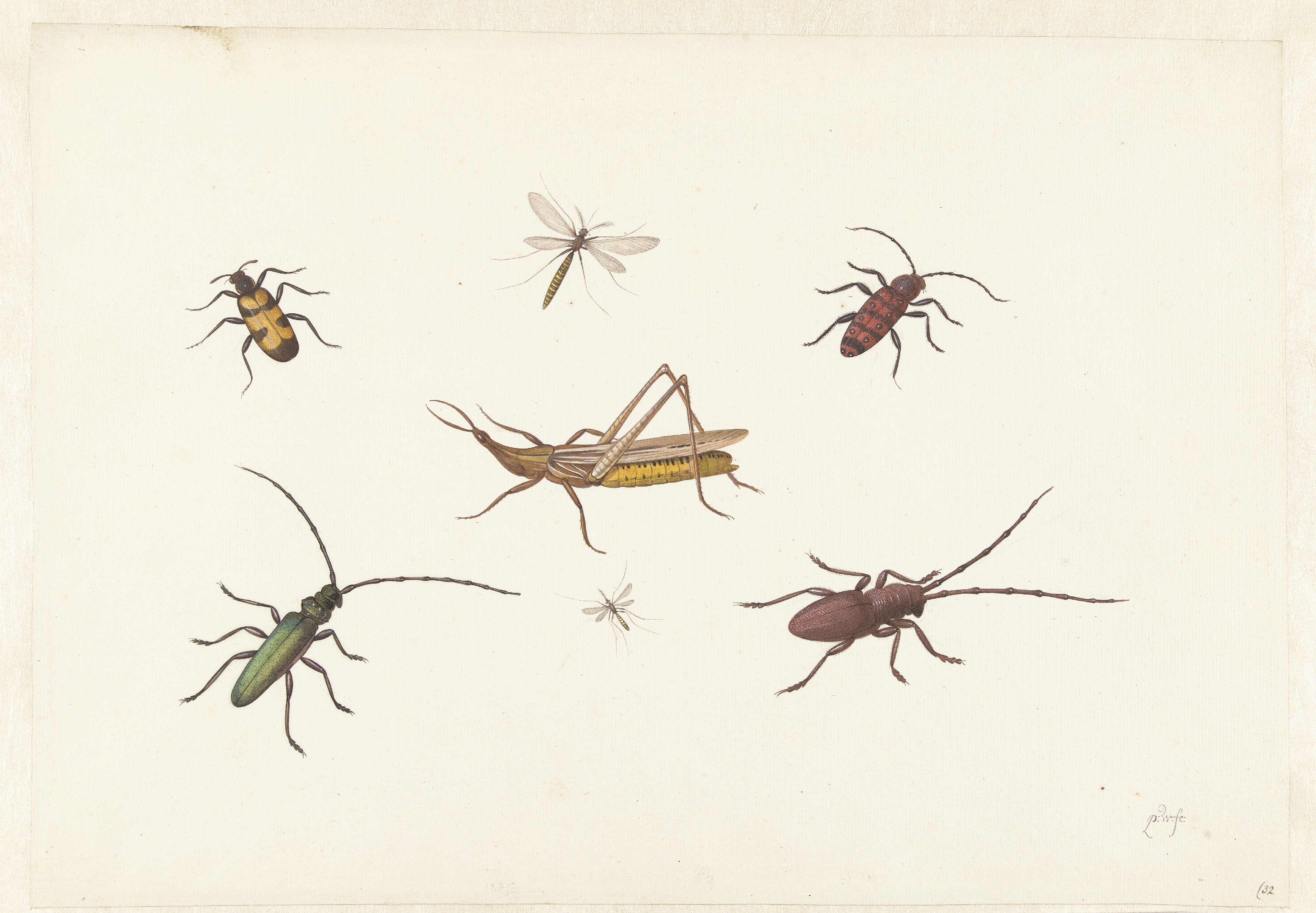 A Sheet with Seven Different Insects