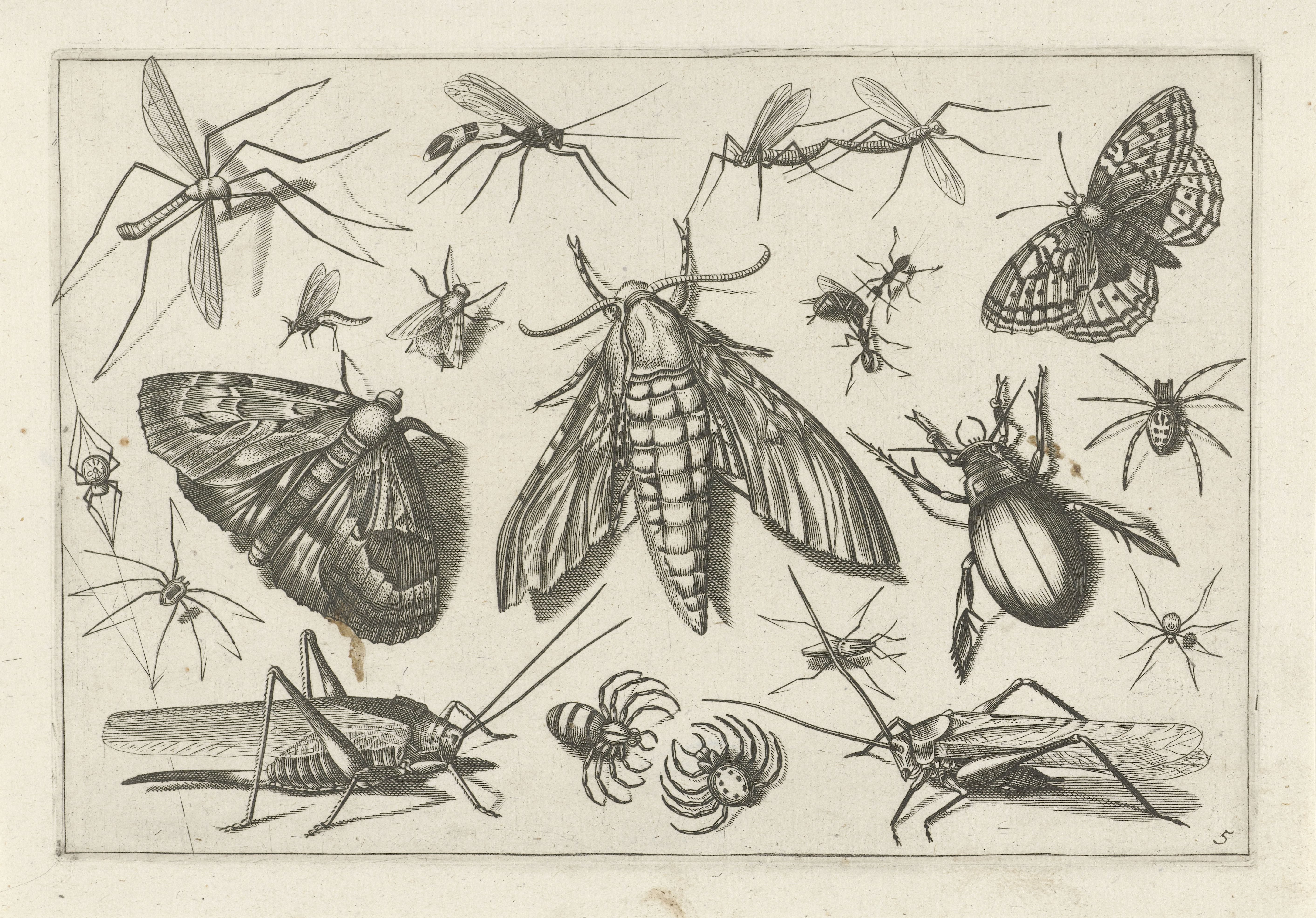 Insecten