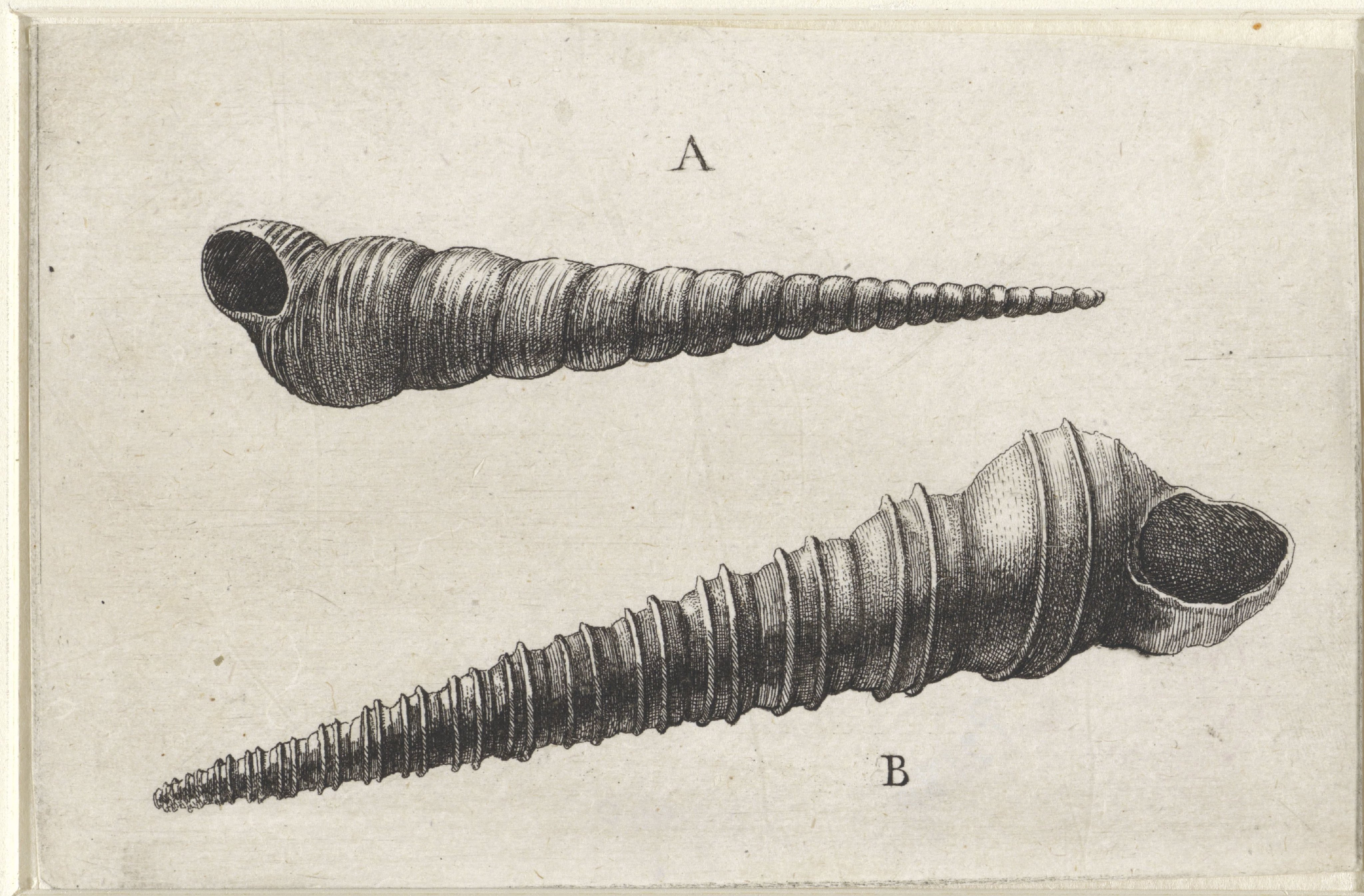 Schelpen, turritella terebra (A) en turritella duplicata (B)