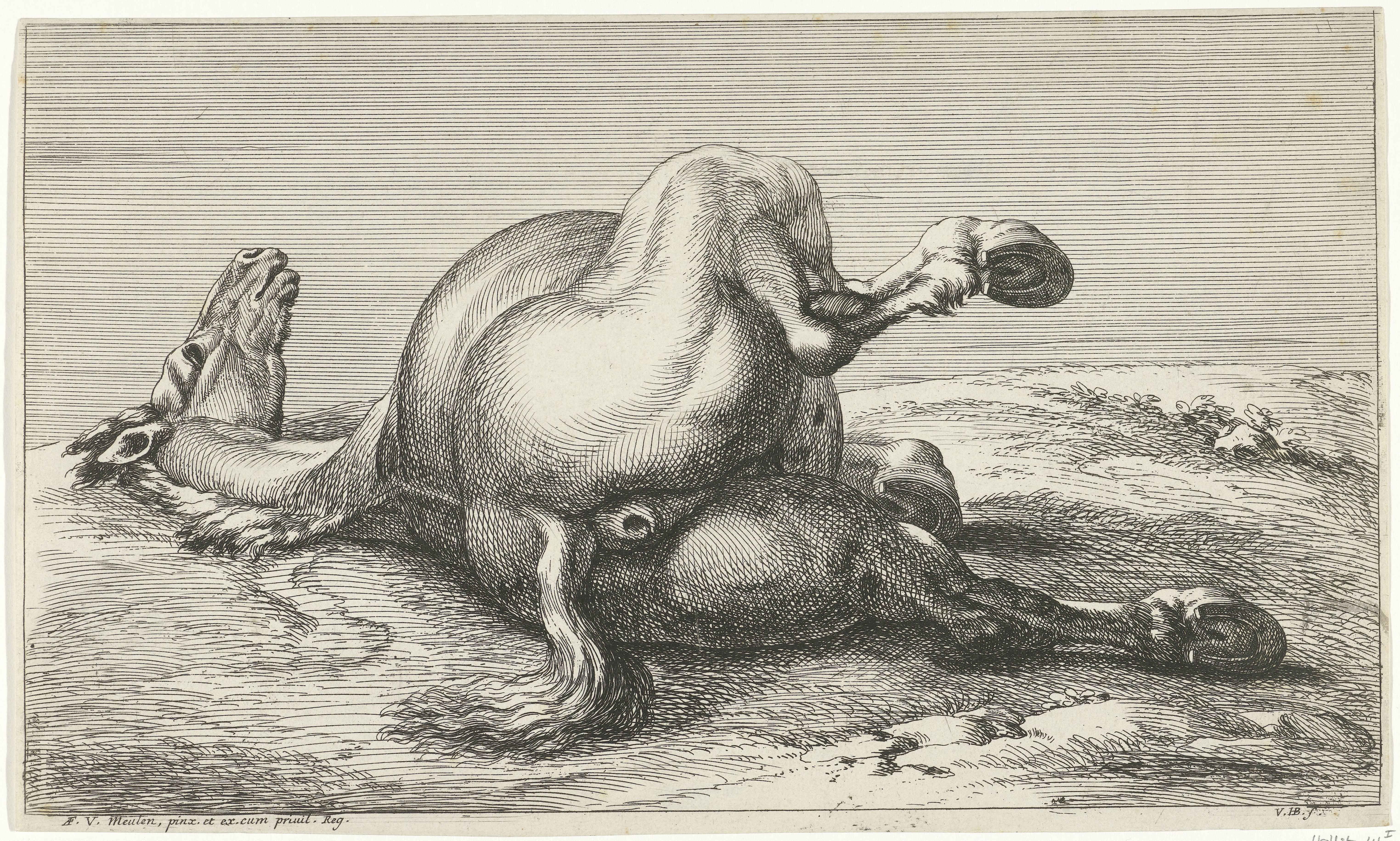 Gesneuveld paard van achter gezien