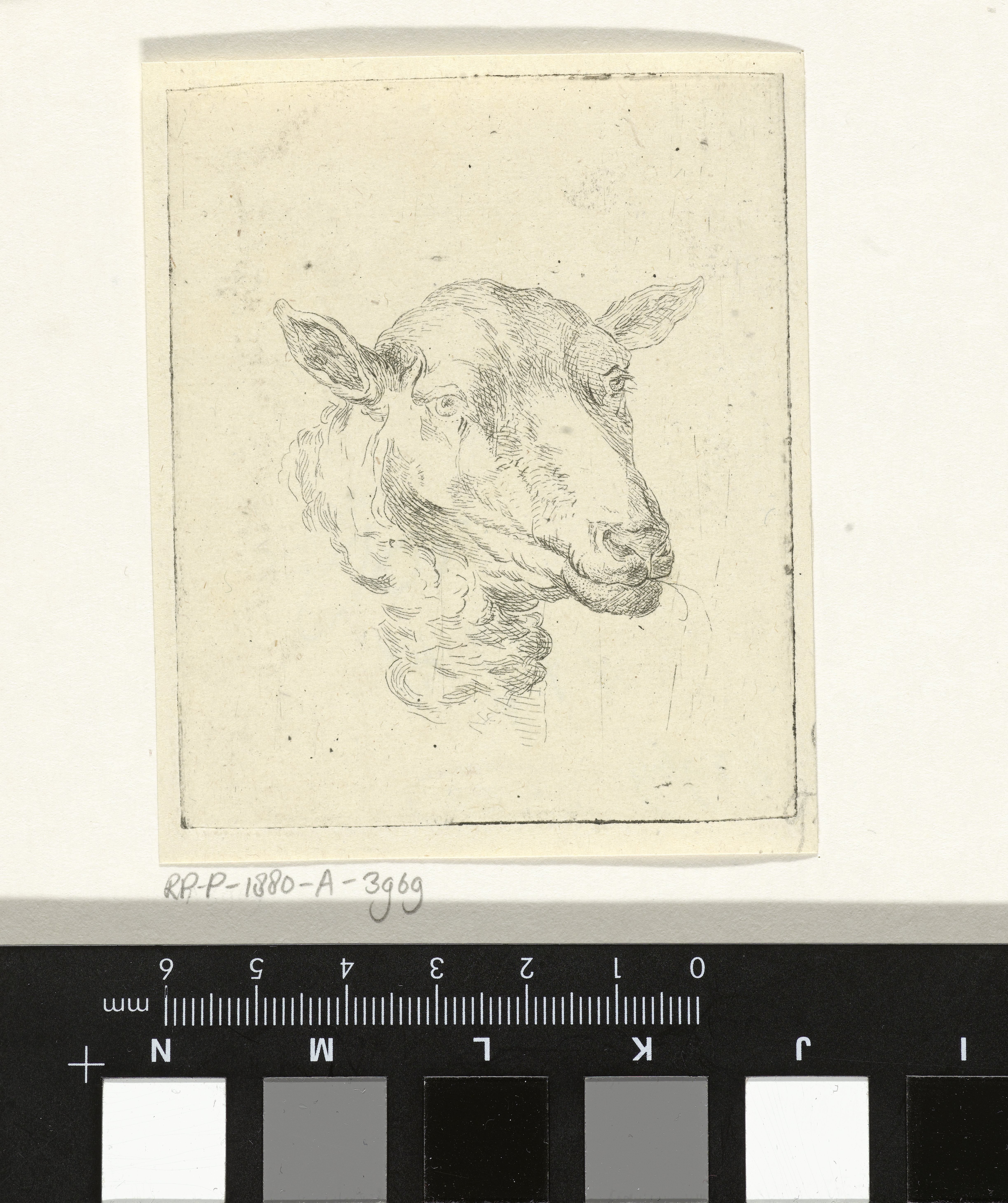 Kop van een schaap