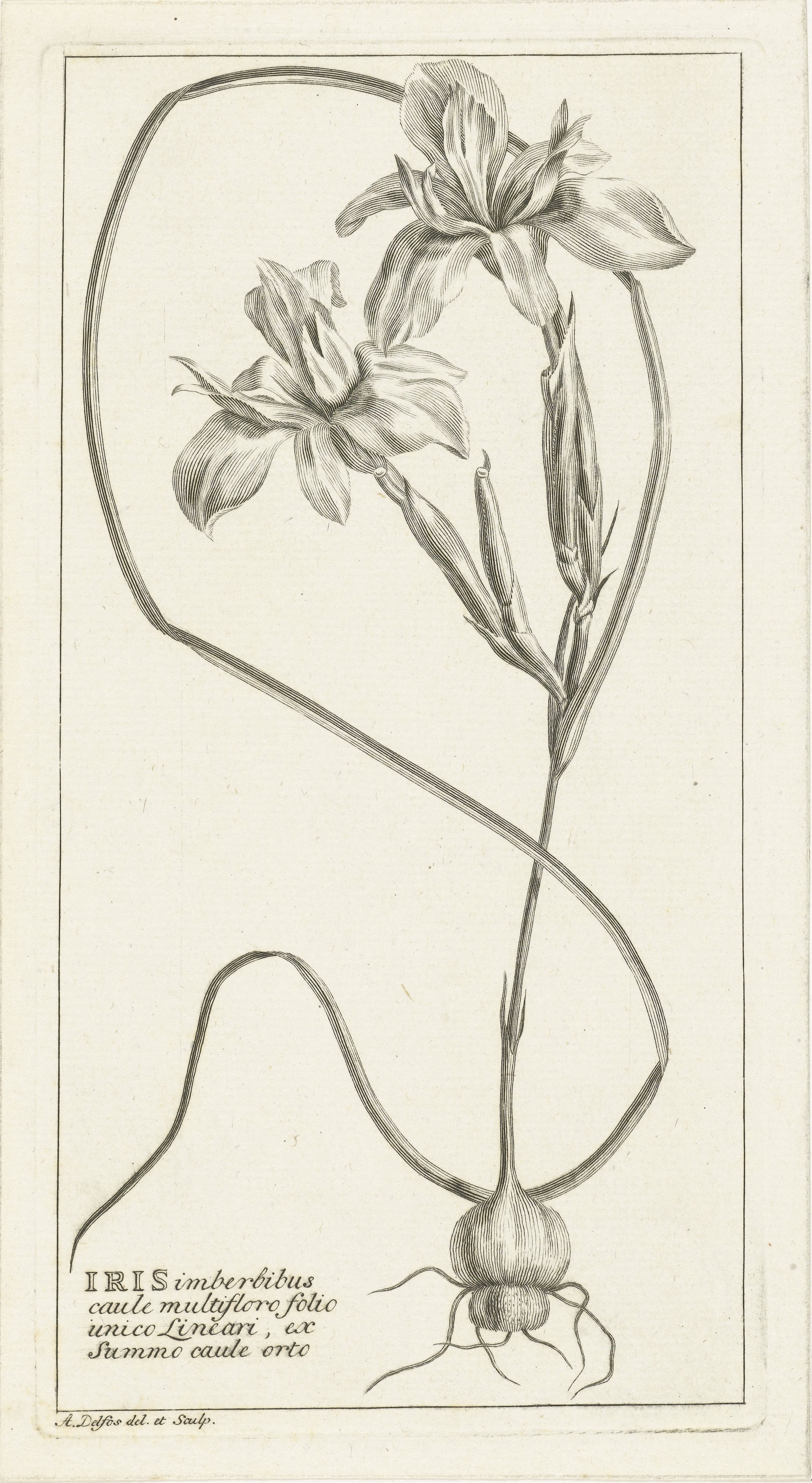 Iris