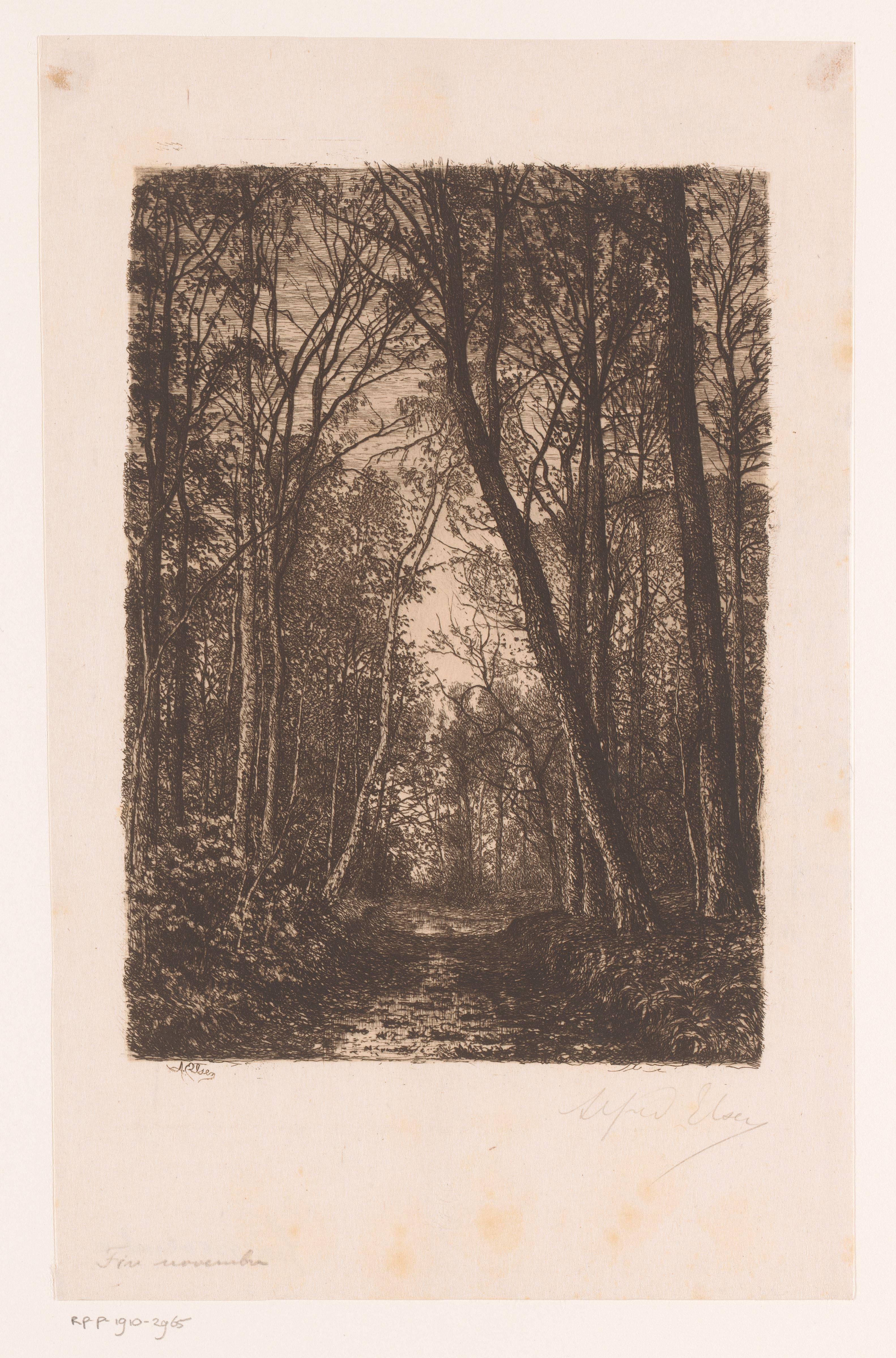 Bospad in de herfst