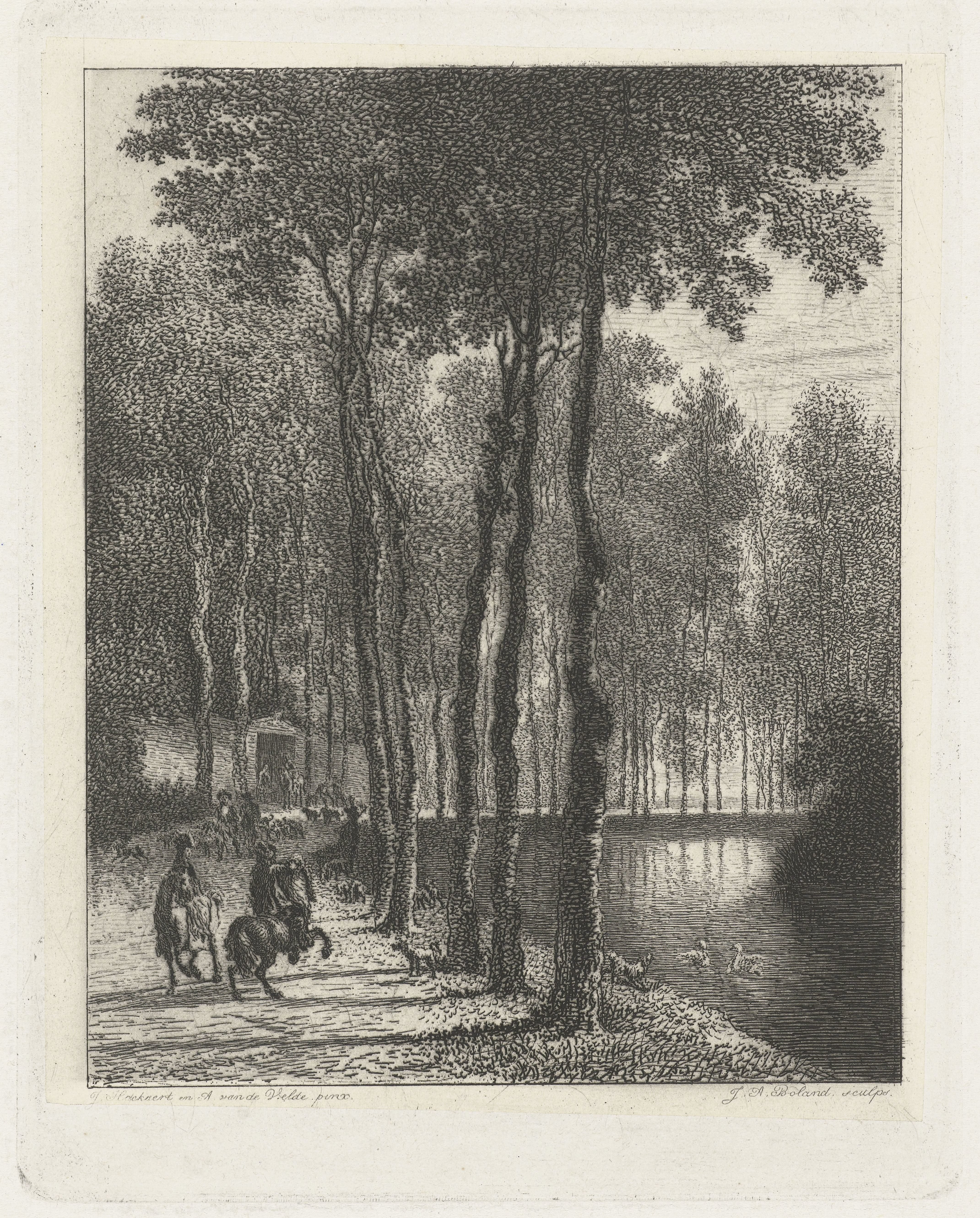 De berkenlaan