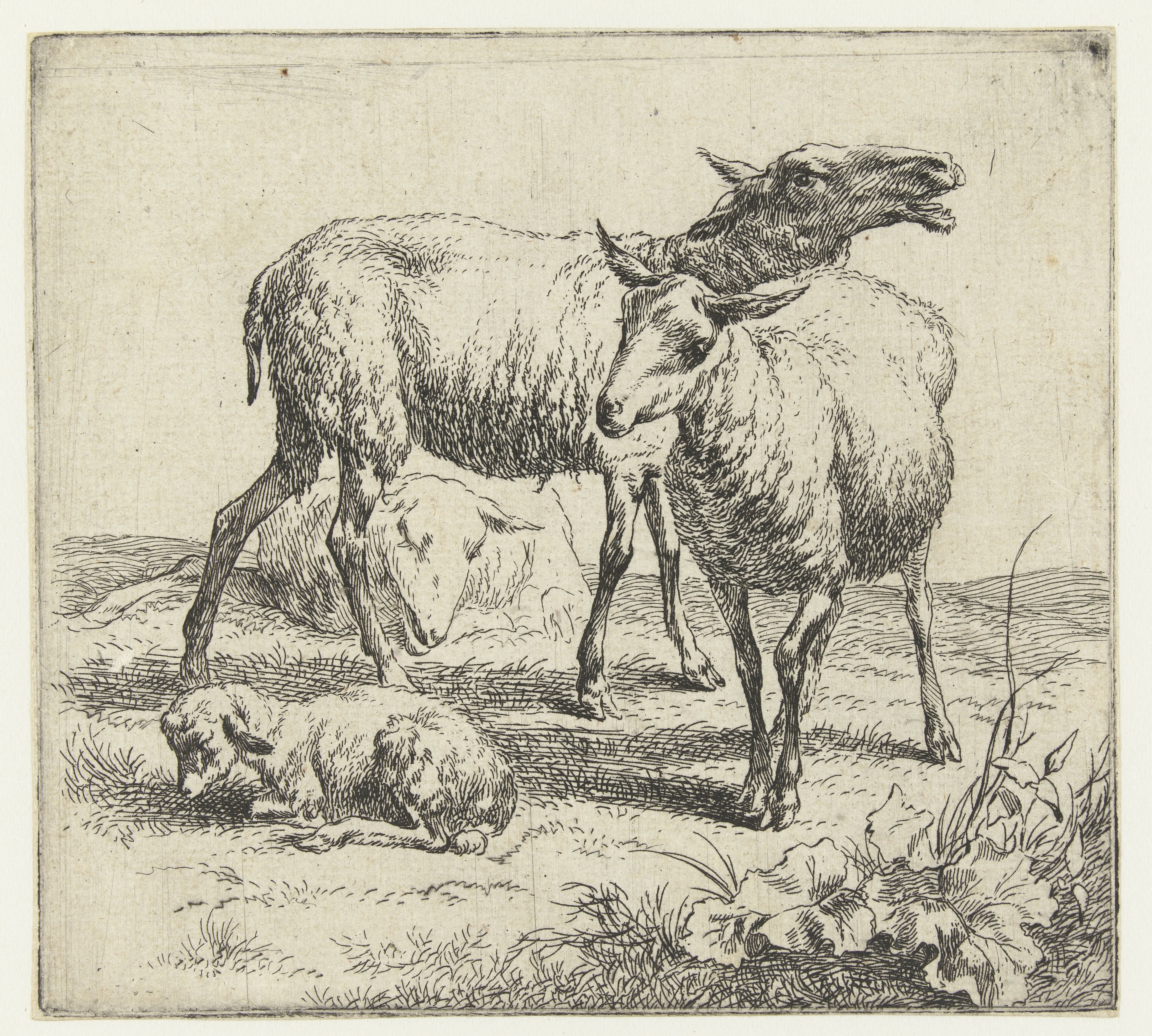 Blatend schaap tussen twee schapen en een lam
