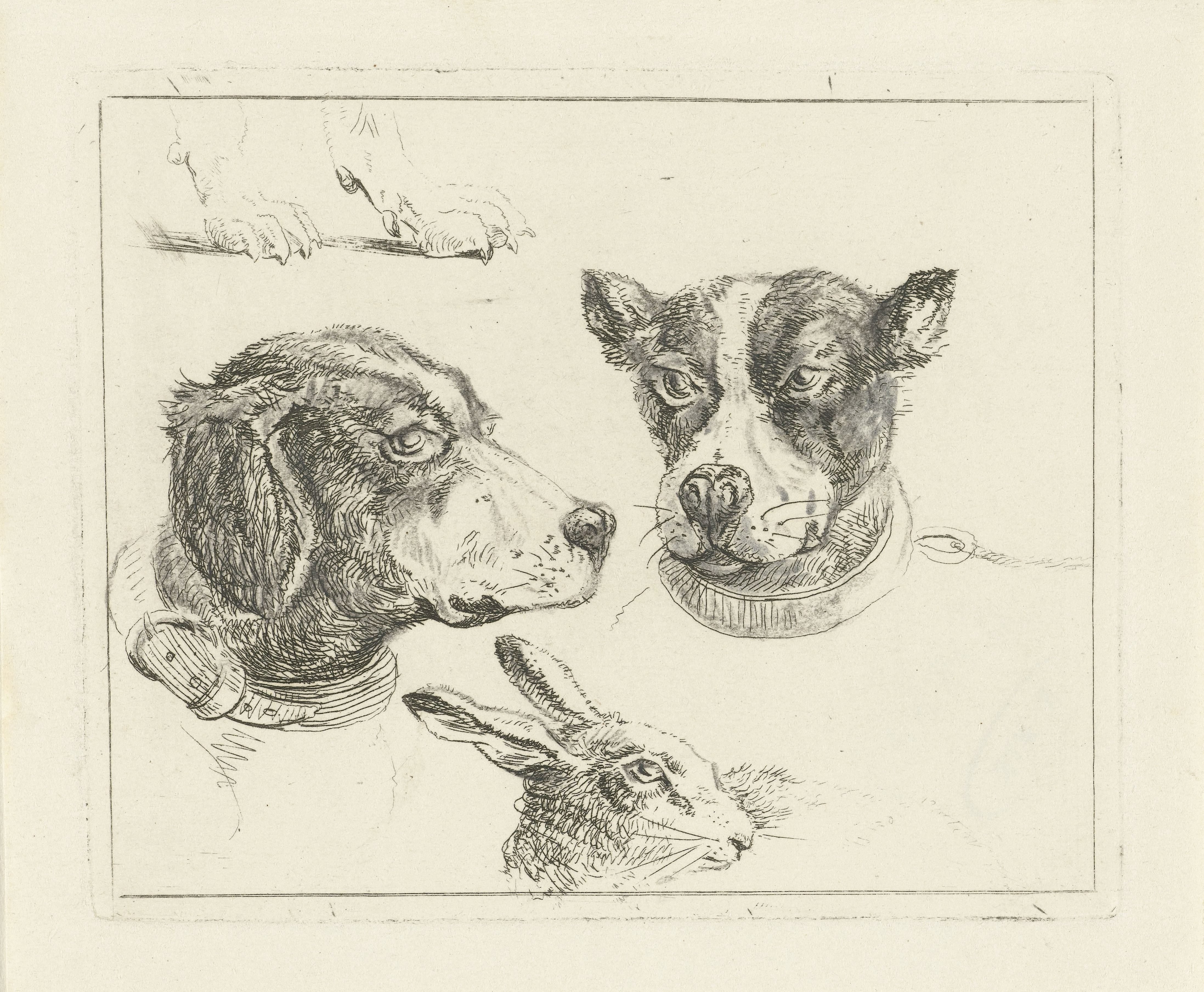 Studieblad met twee hondenkoppen, poten van hond en kop van haas