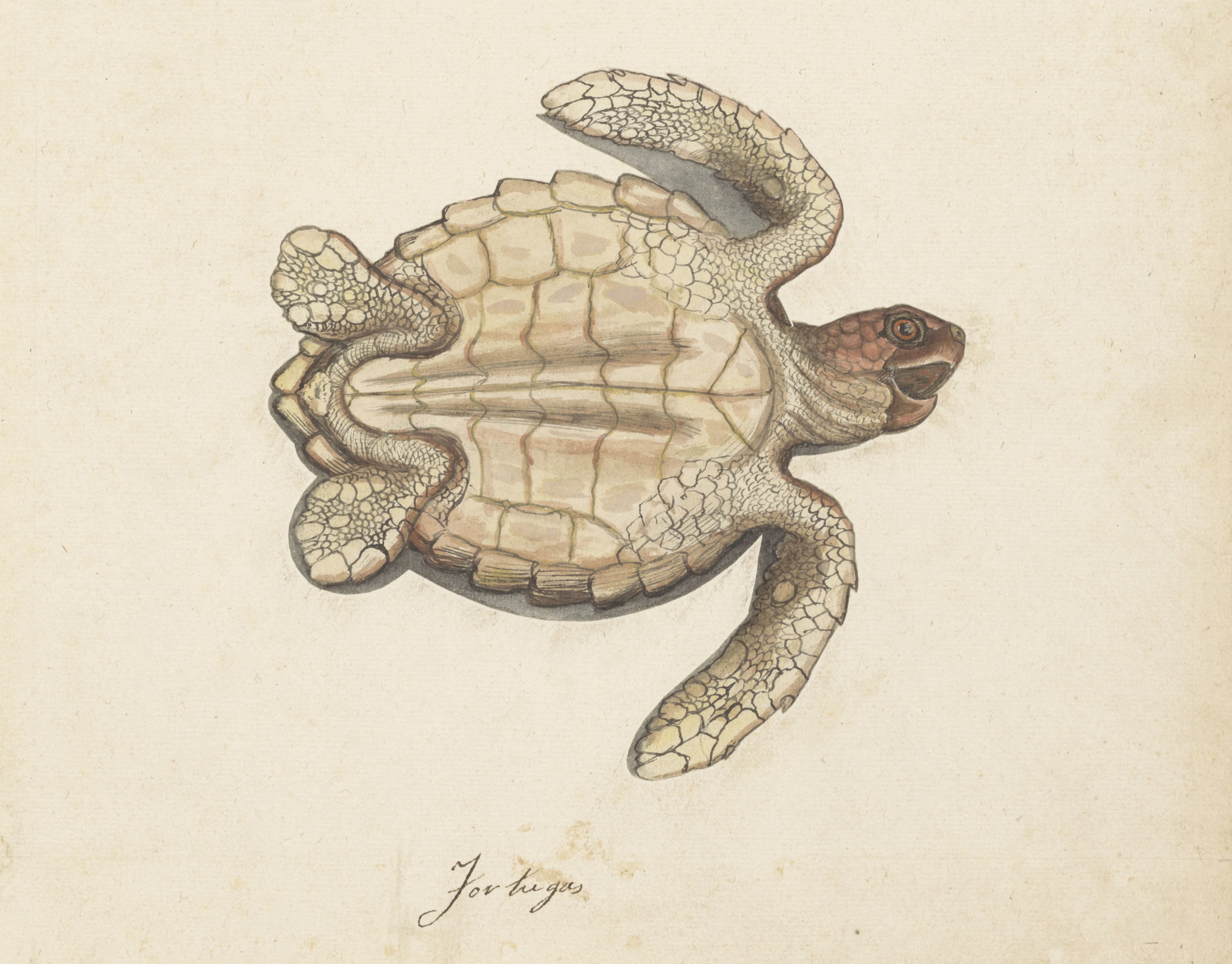 Zeeschildpad