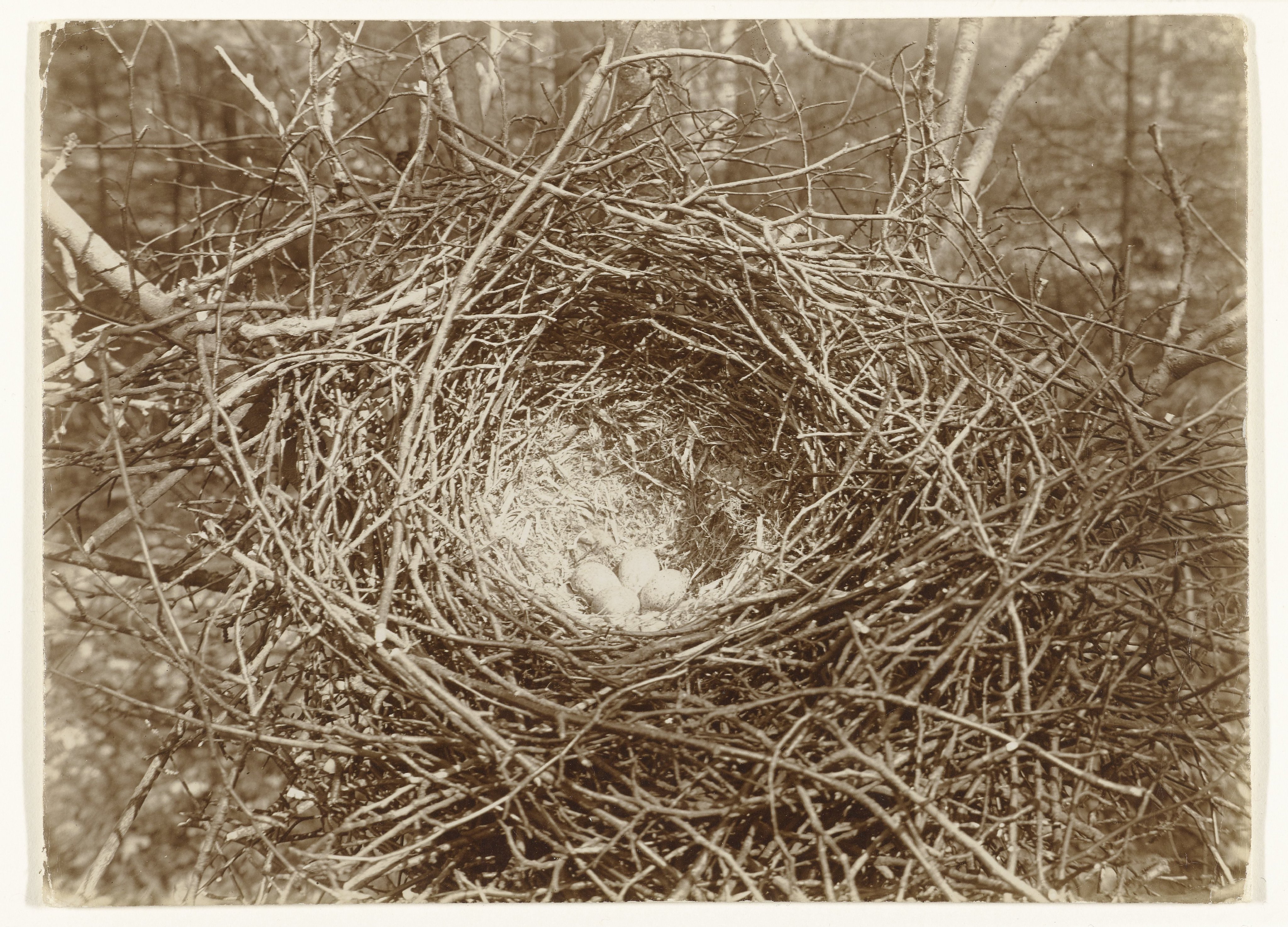 Nest met eieren van een roek