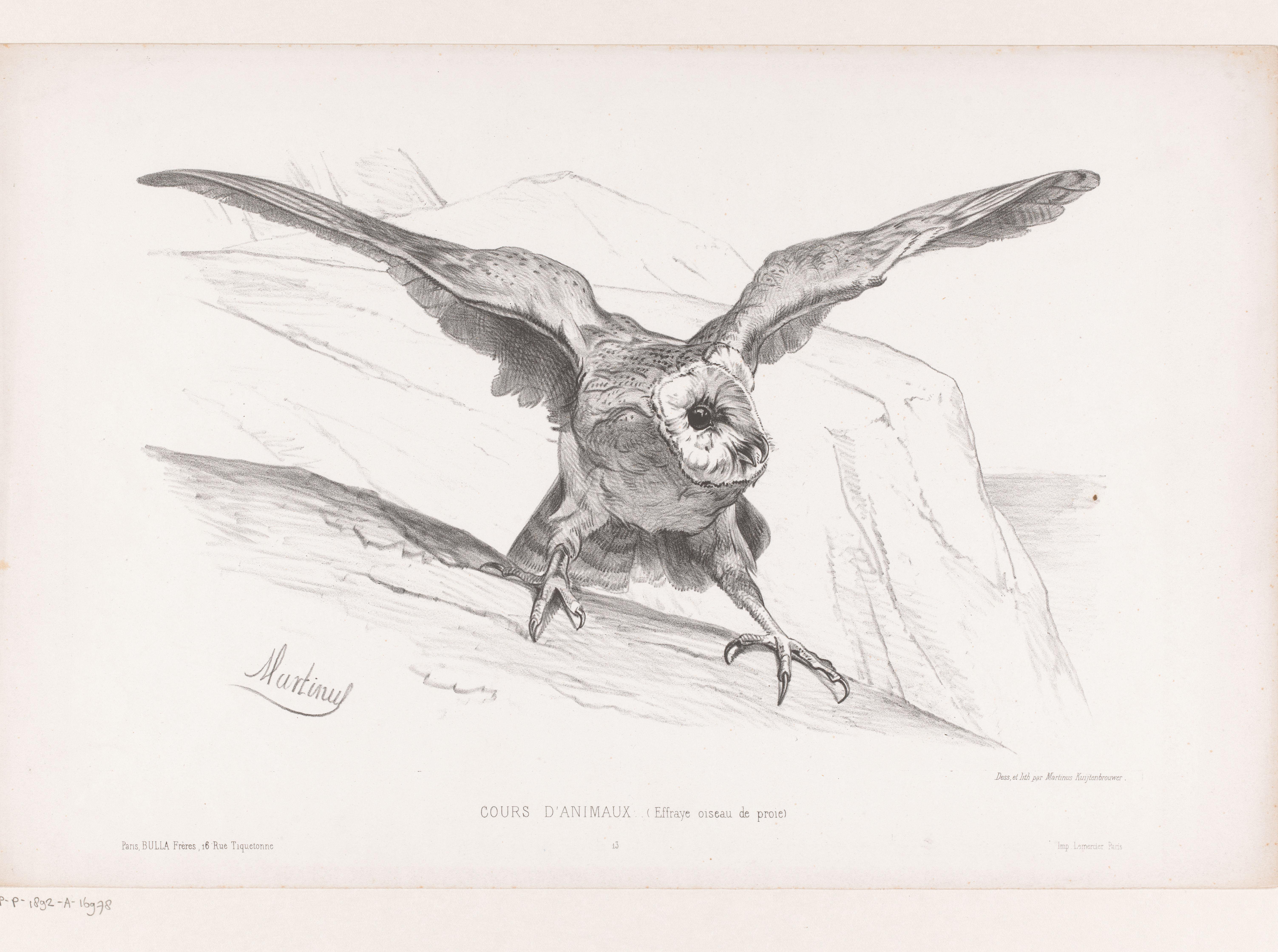 Opgeschrikte roofvogel