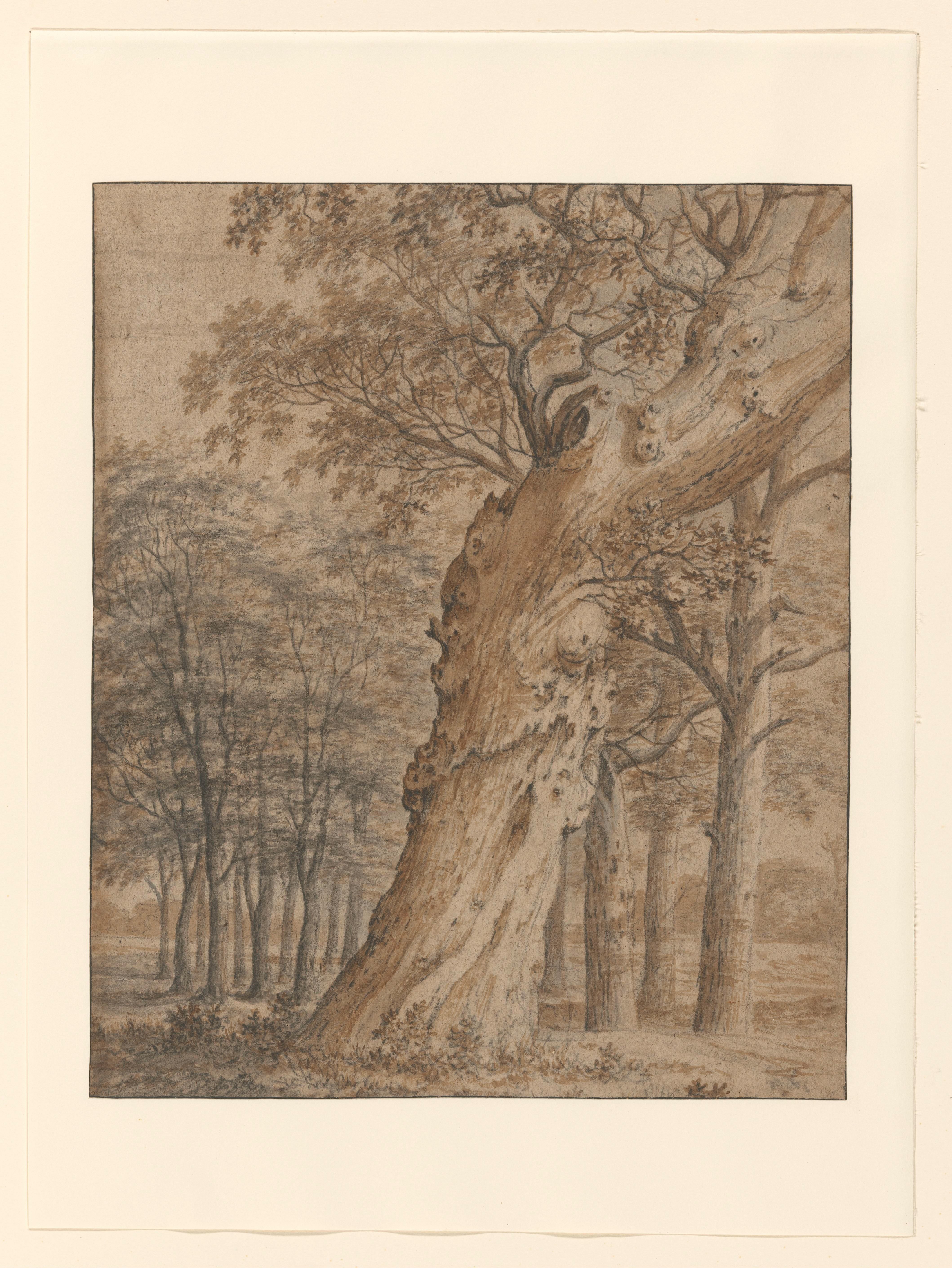 Oude eik in een bos