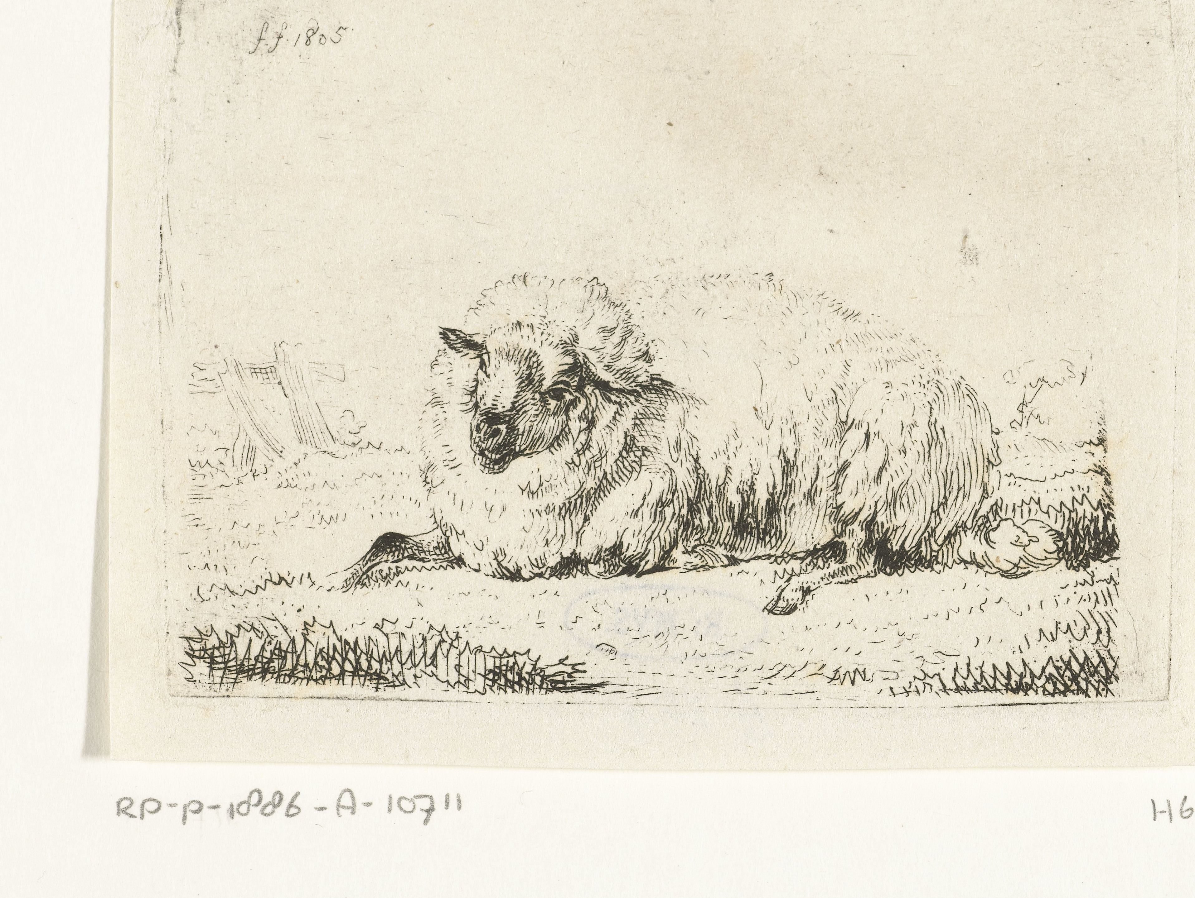 Liggend schaap met dikke vacht