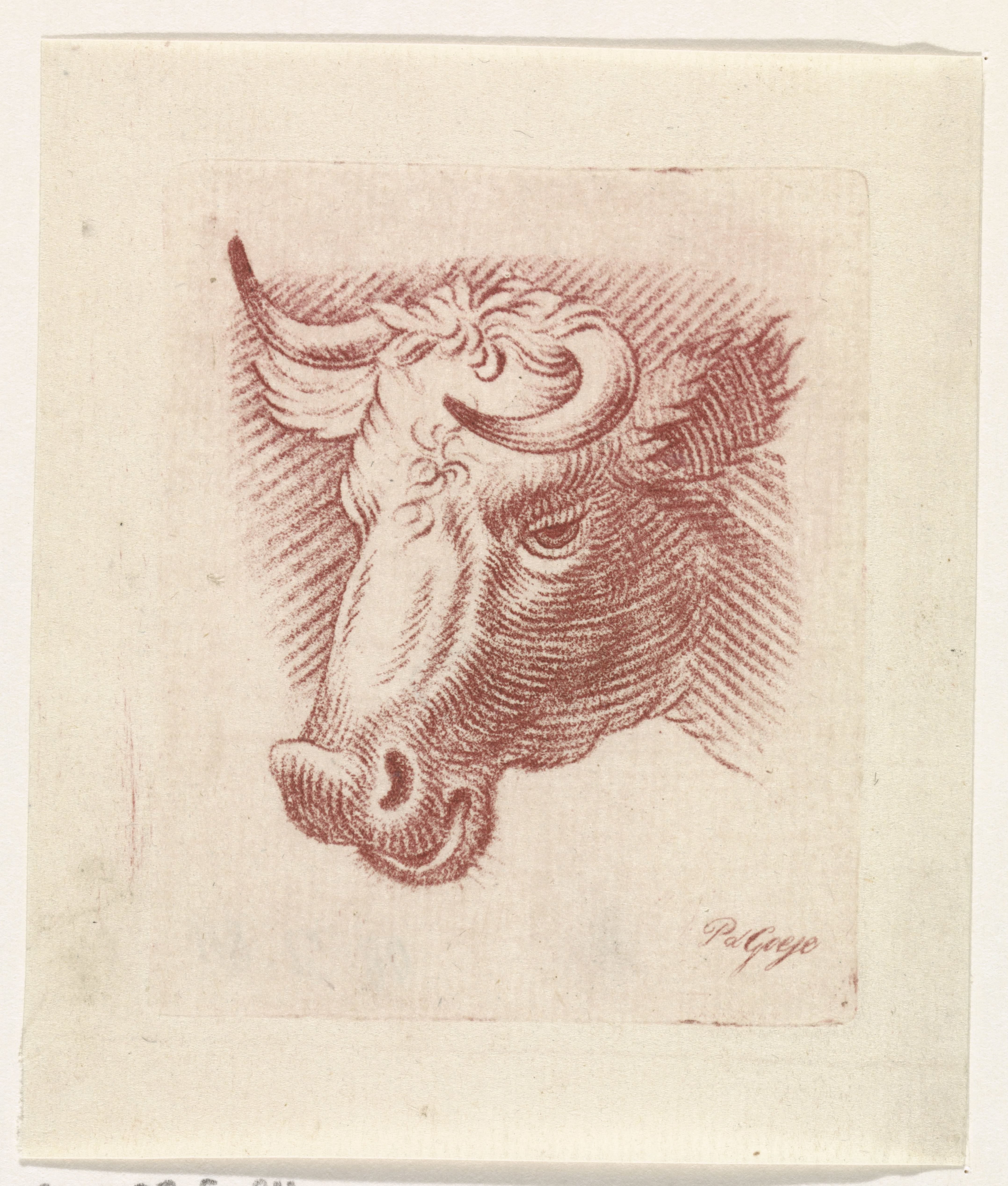 Kop van een stier